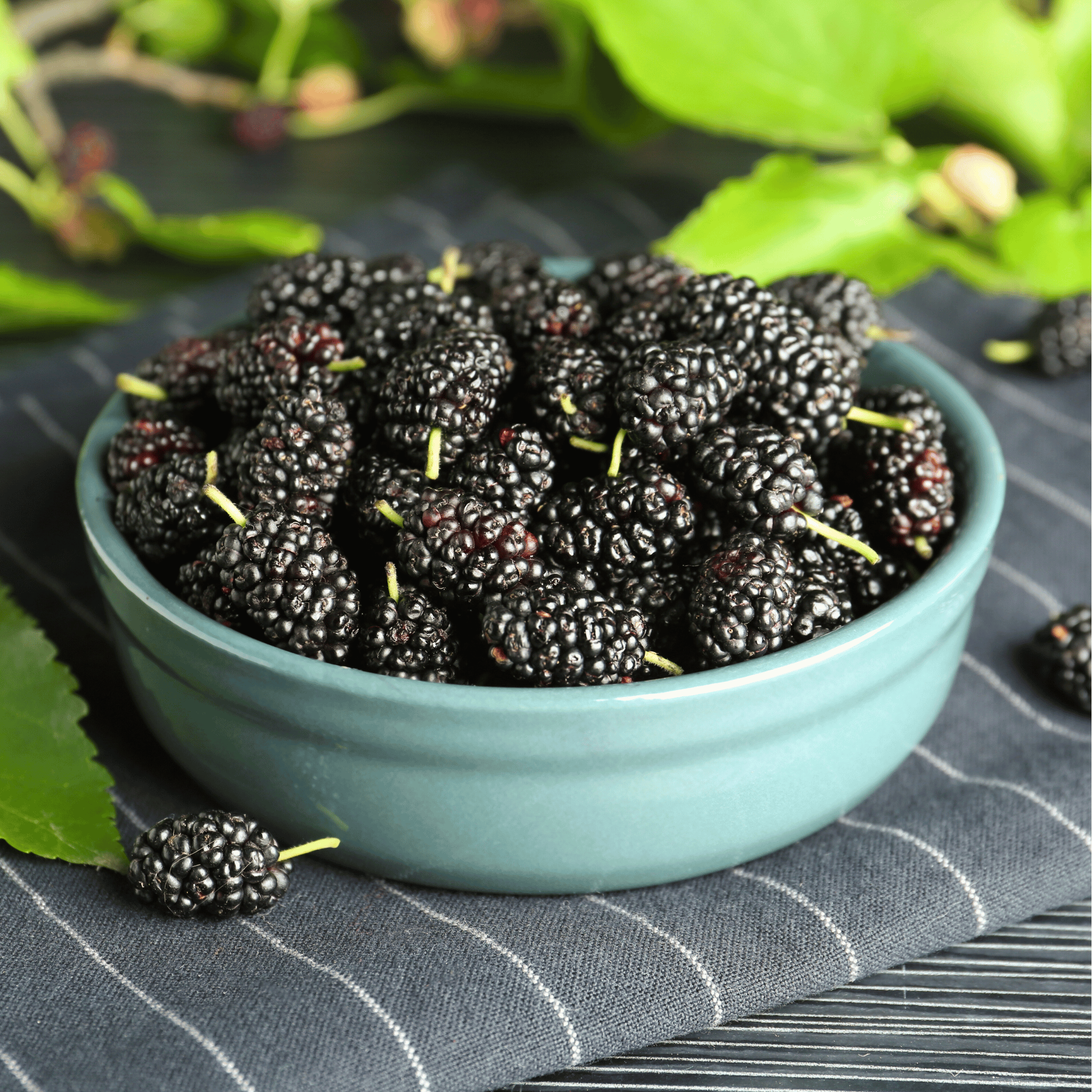 Black Mulberry – 50 Seeds Southern Seeds