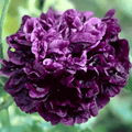 Black Peony Poppy – 100 Seeds Southern Seeds