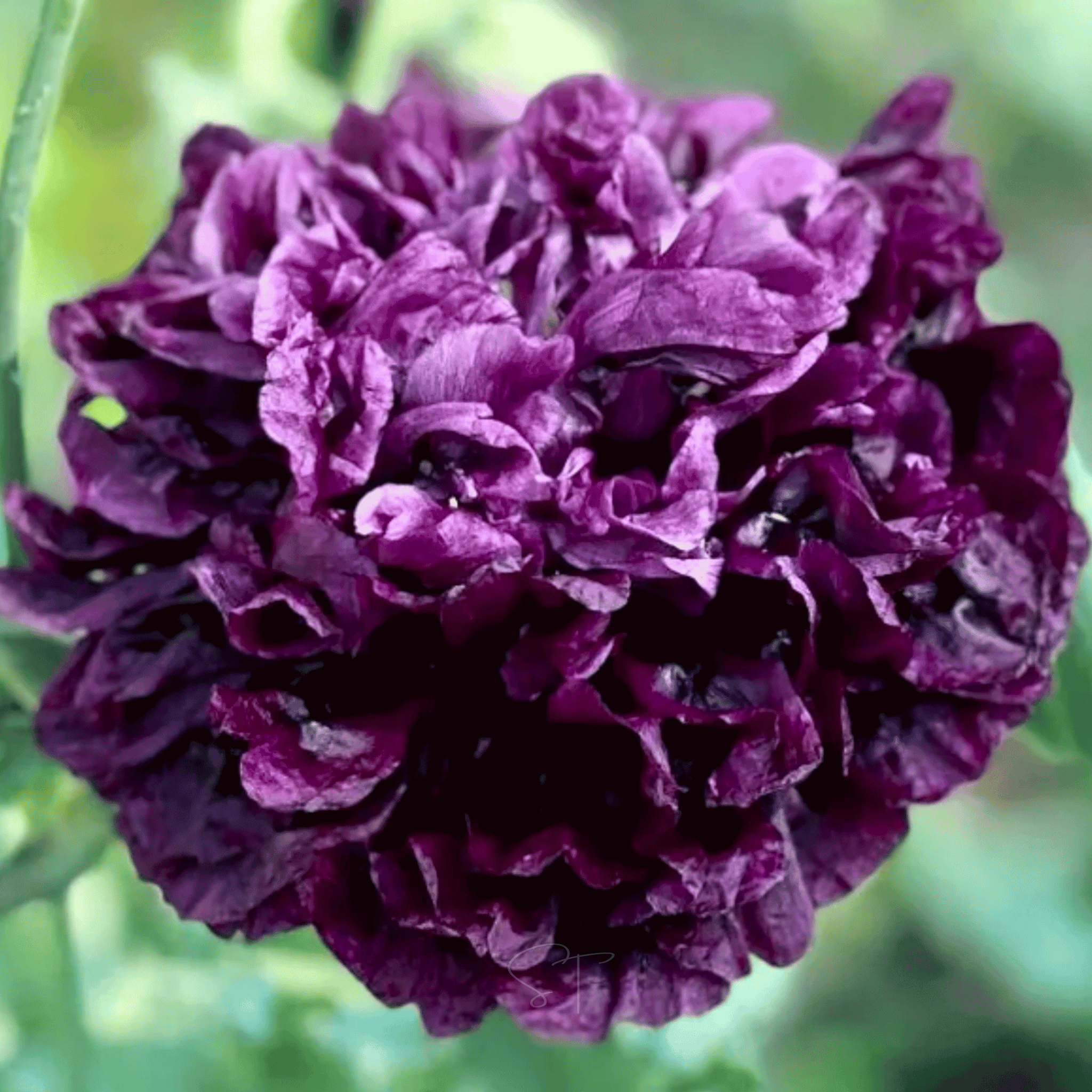 Black Peony Poppy – 100 Seeds Southern Seeds