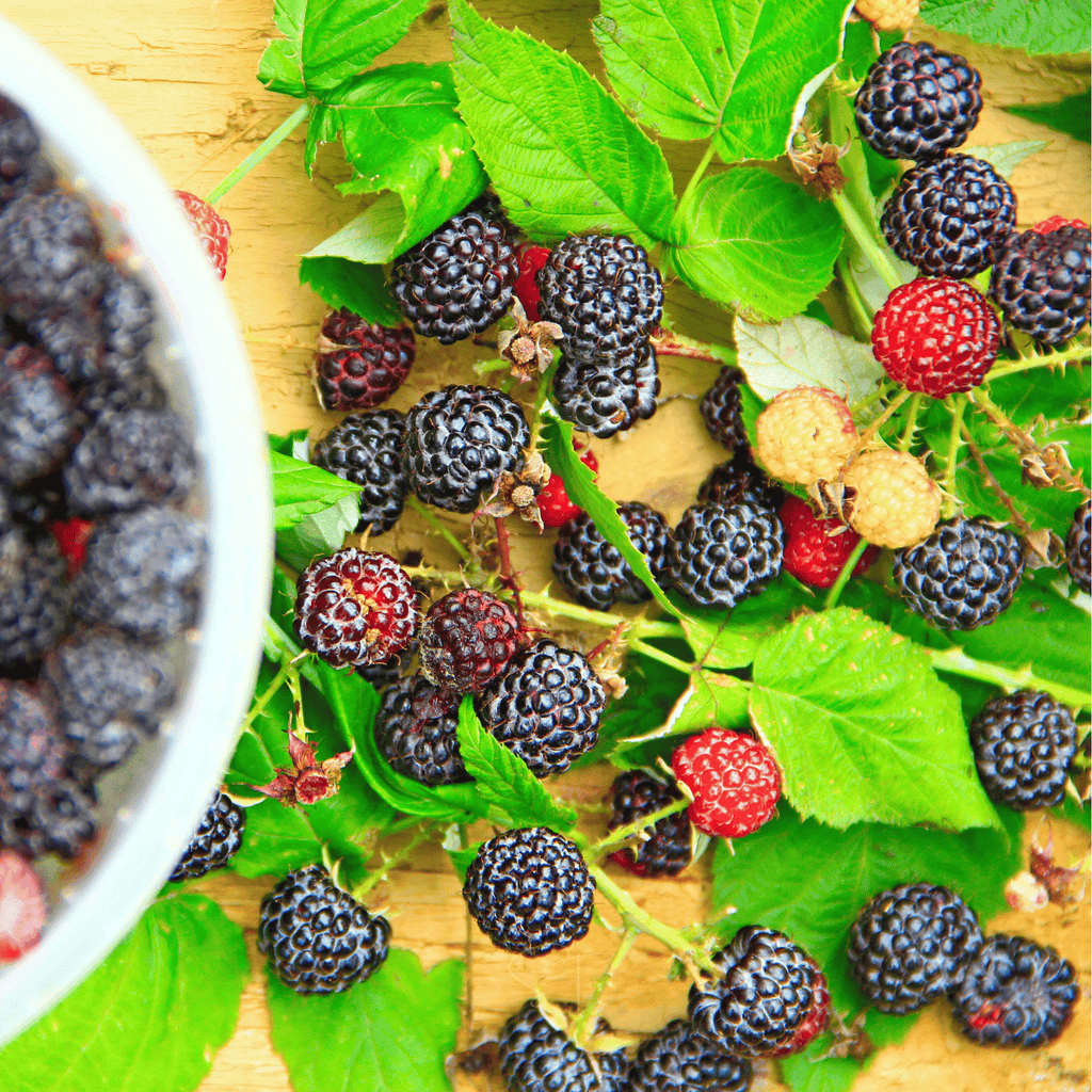 Black Raspberry – 30 Seeds Southern Seeds