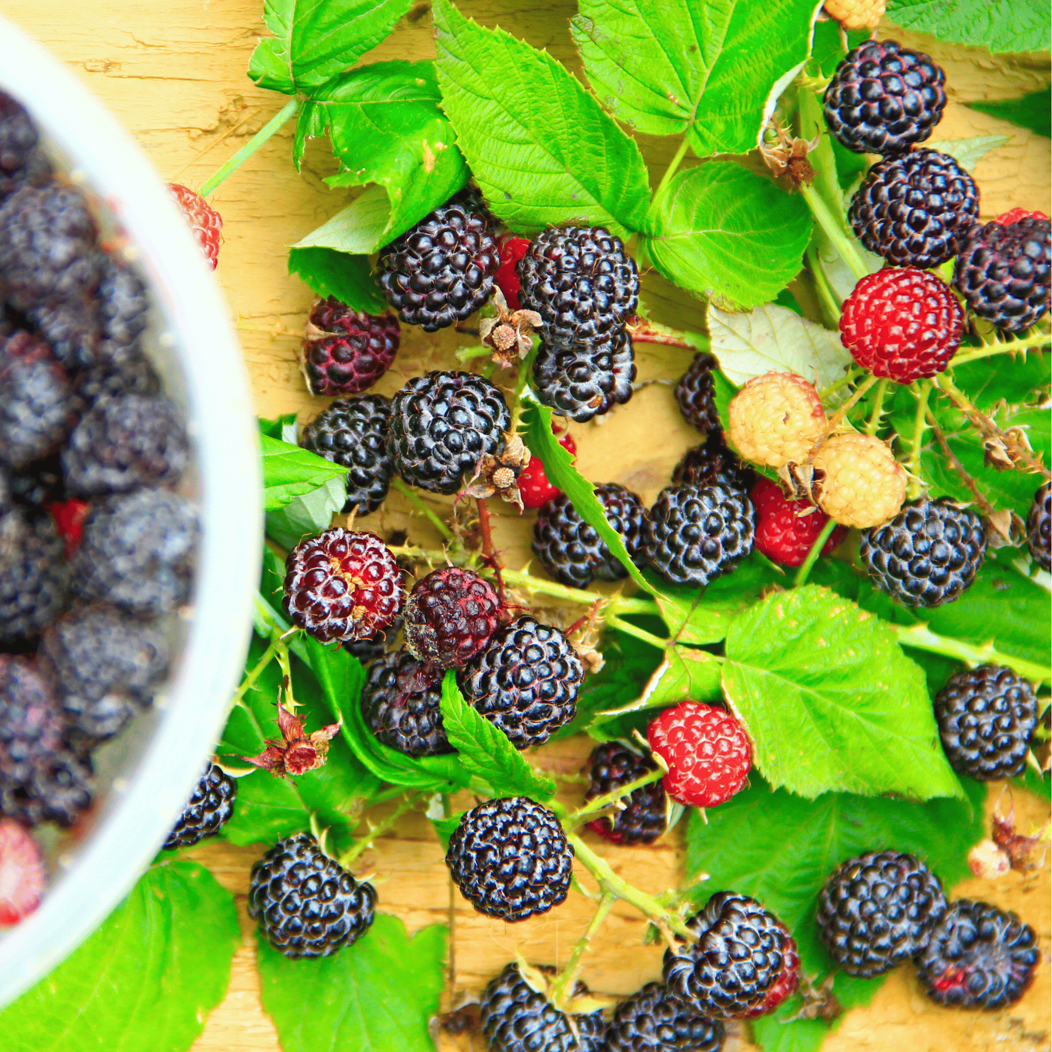 Black Raspberry – 30 Seeds Southern Seeds
