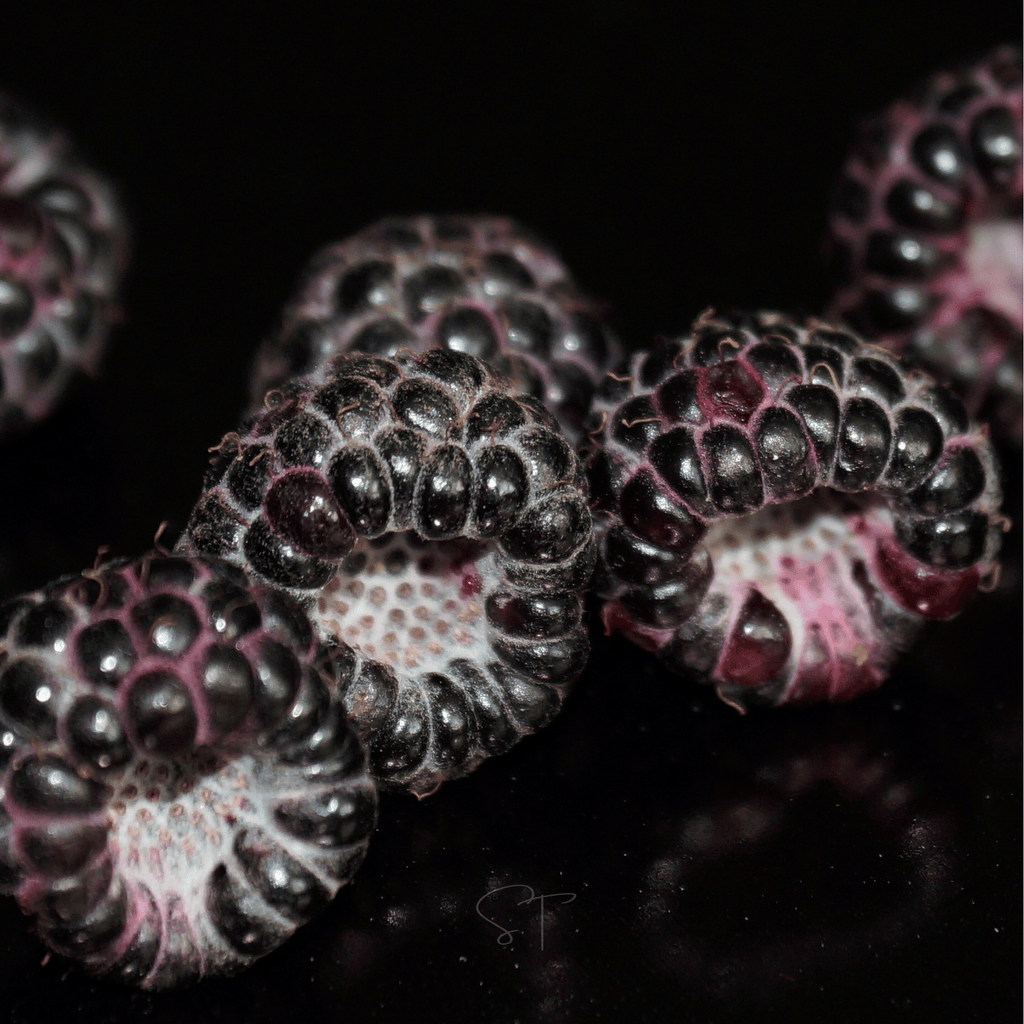 Black Raspberry – 30 Seeds Southern Seeds
