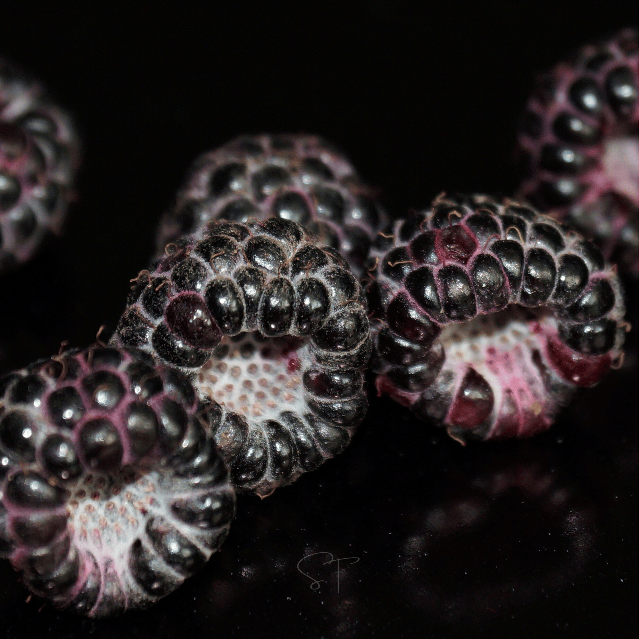 Black Raspberry – 30 Seeds Southern Seeds