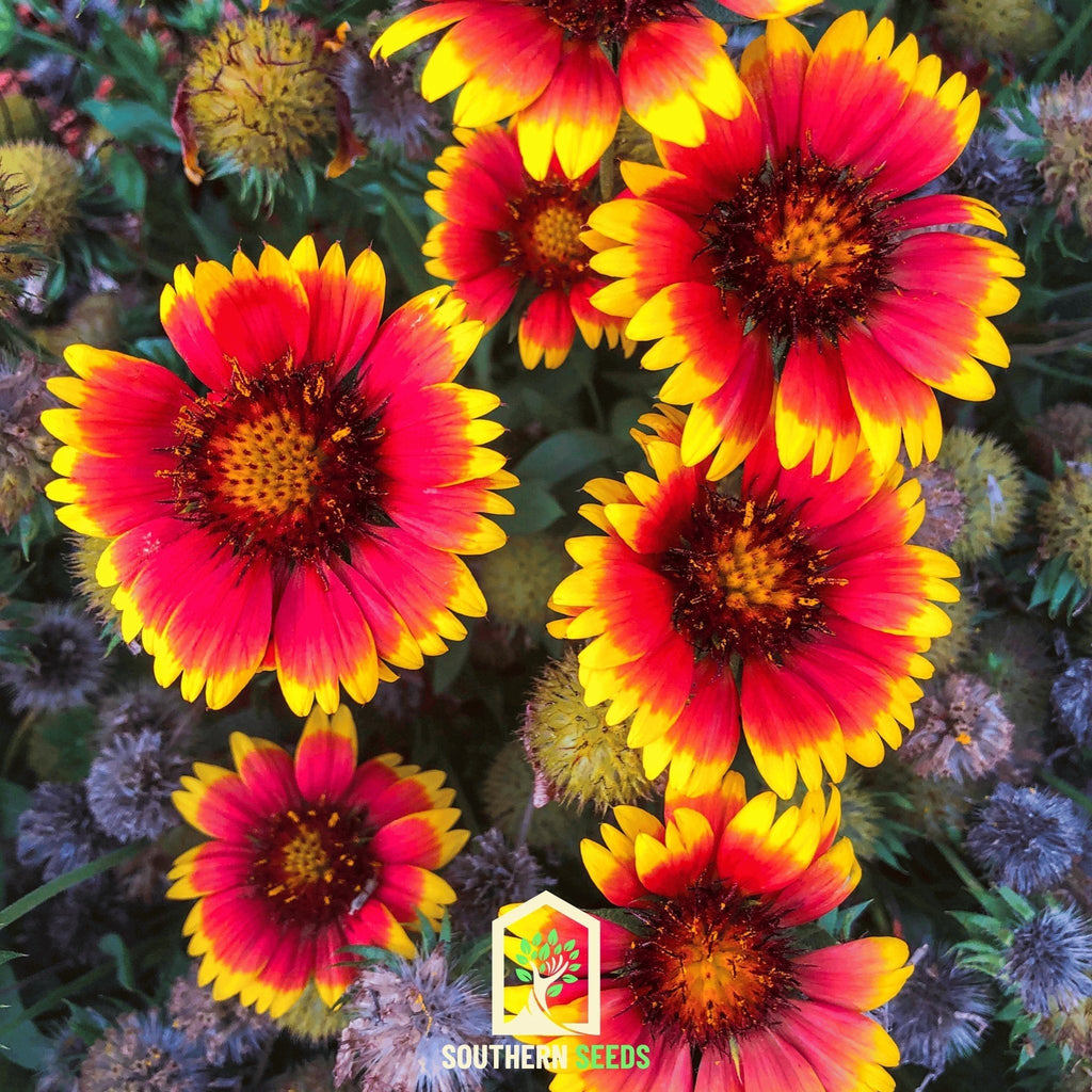 Blanket Flower – 200 Seeds Southern Seeds