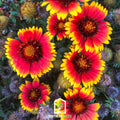 Blanket Flower – 200 Seeds Southern Seeds