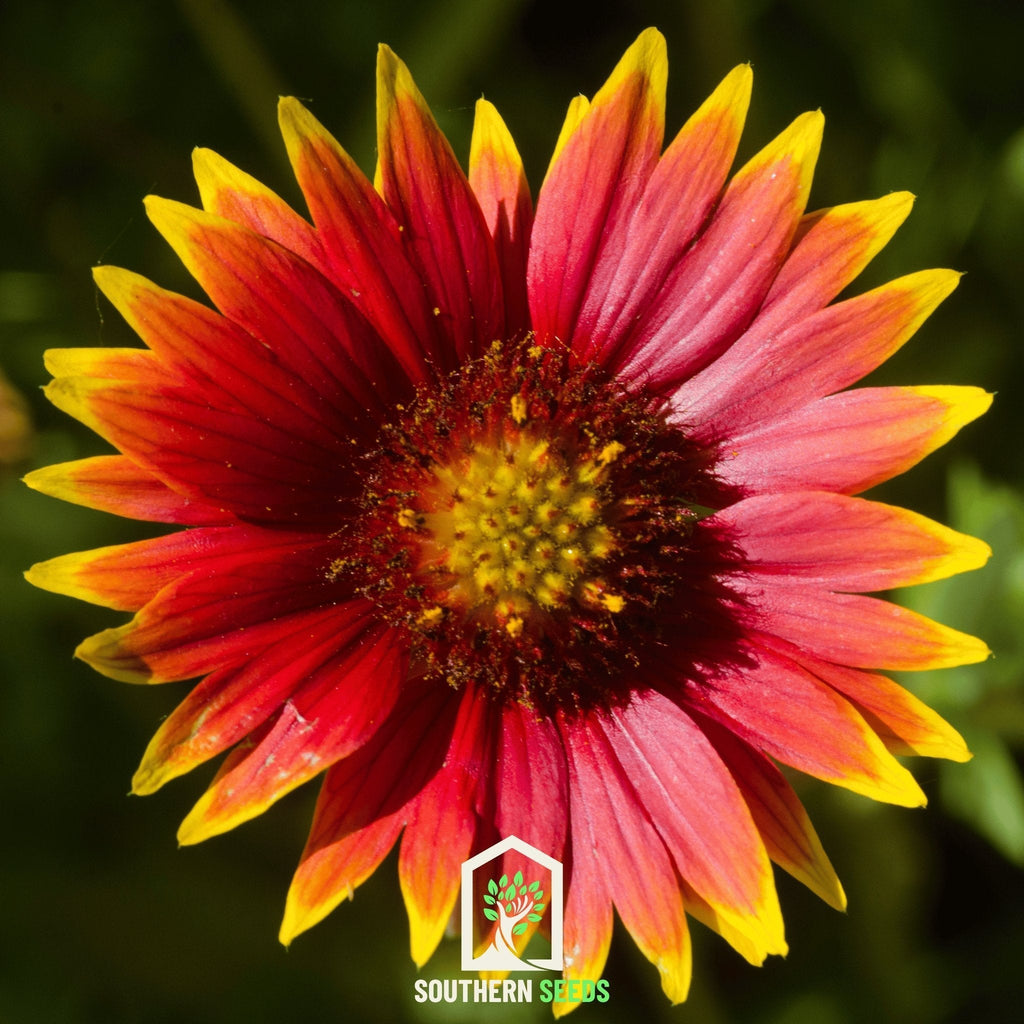 Blanket Flower – 200 Seeds Southern Seeds