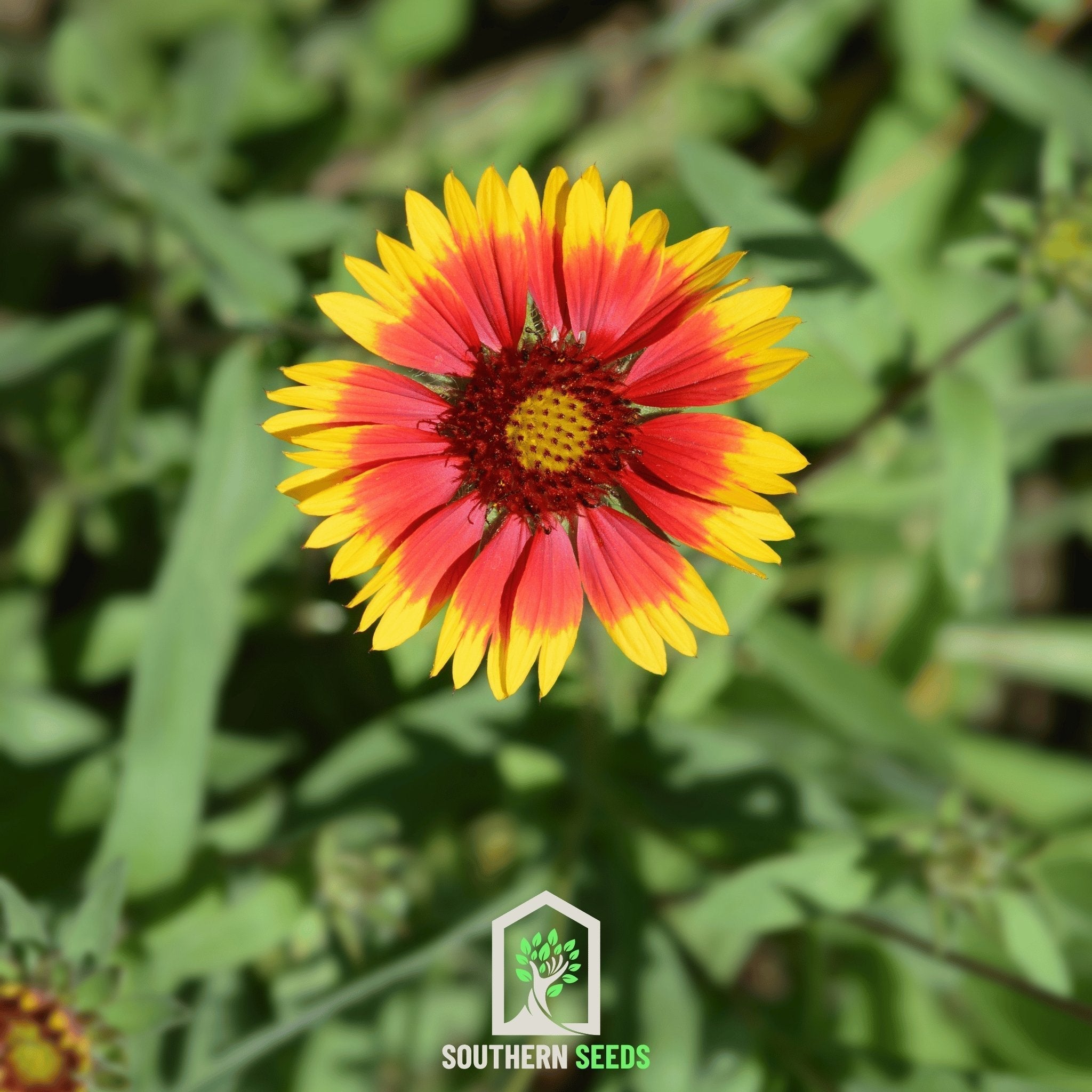 Blanket Flower – 200 Seeds Southern Seeds