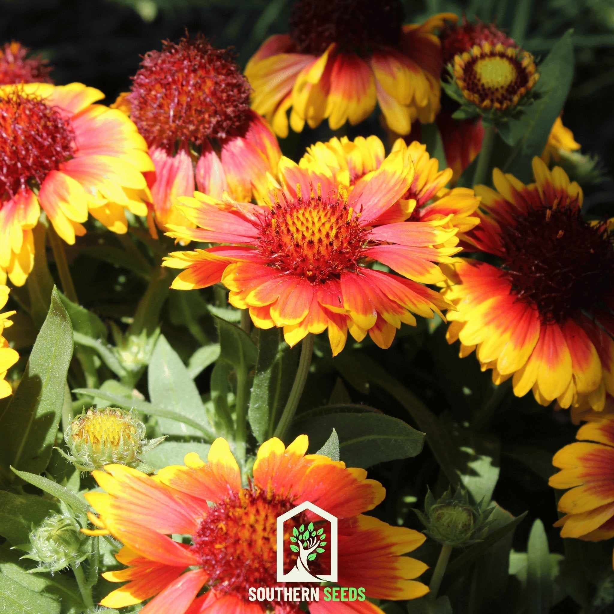 Blanket Flower – 200 Seeds Southern Seeds