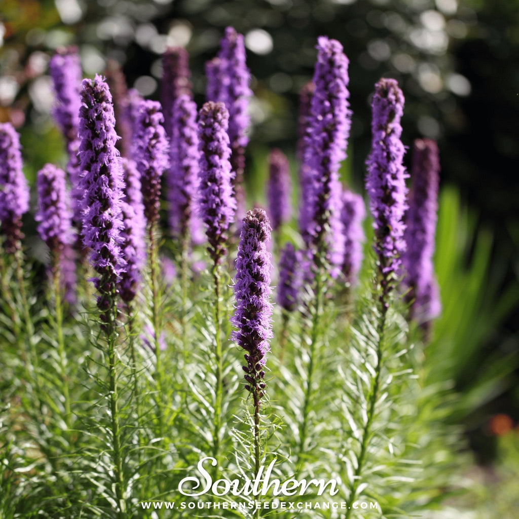 Marsh Blazing Star – 50 Seeds Southern Seeds