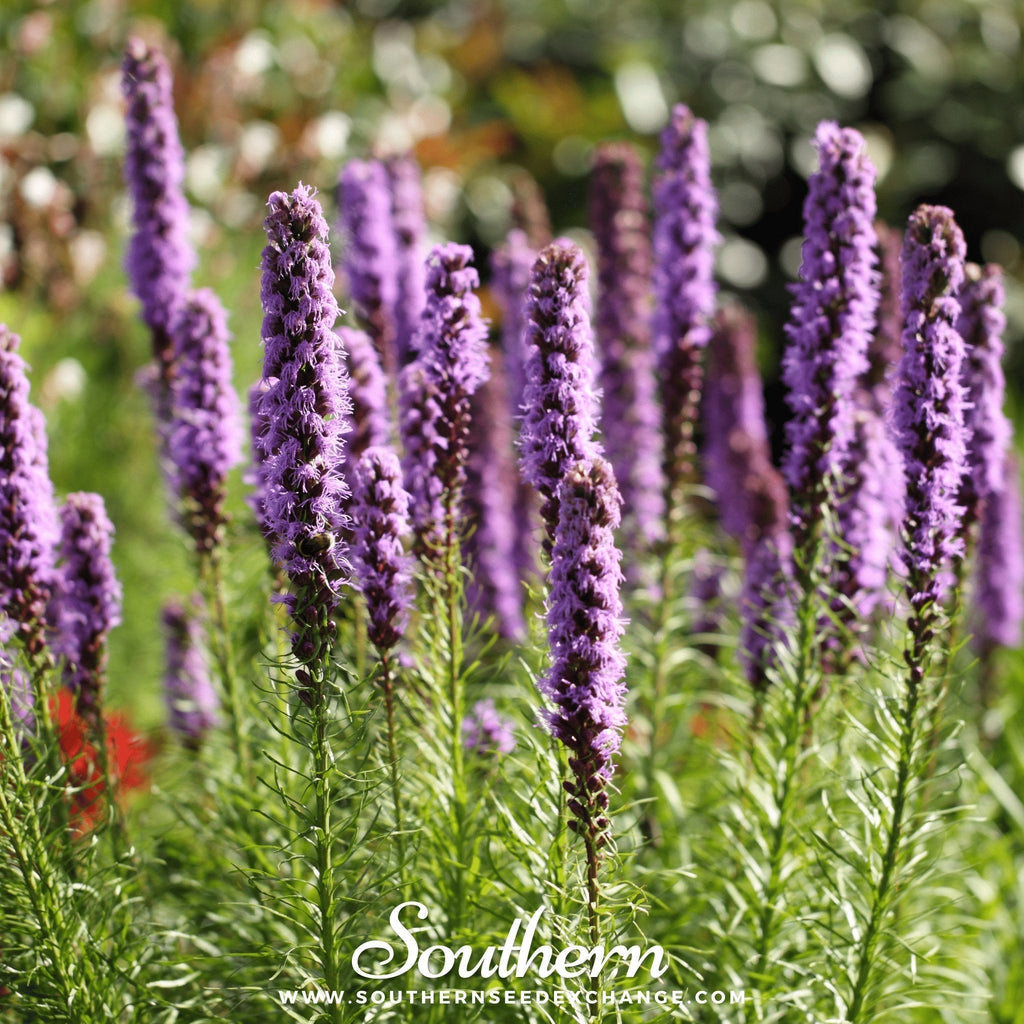 Marsh Blazing Star – 50 Seeds Southern Seeds