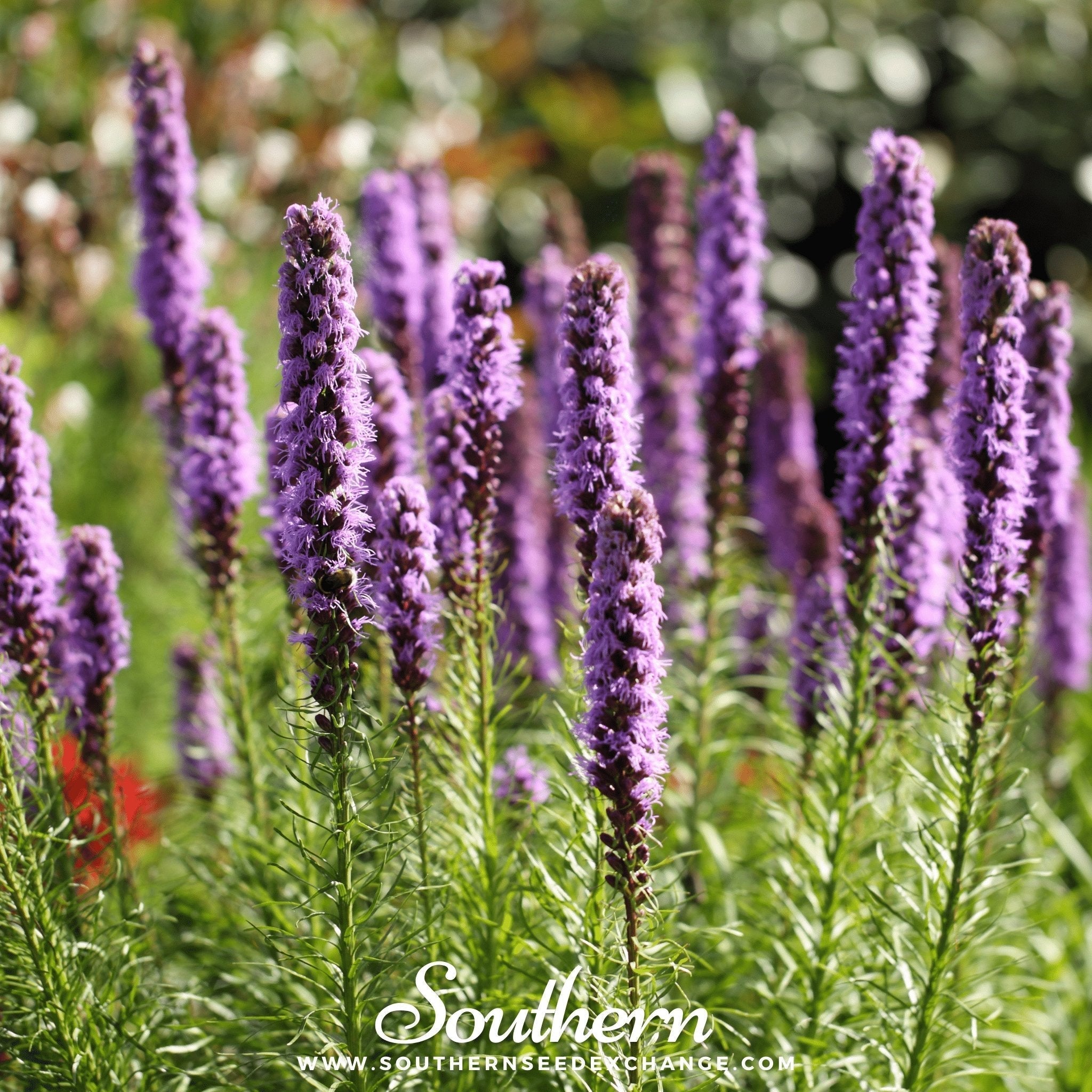 Marsh Blazing Star – 50 Seeds Southern Seeds