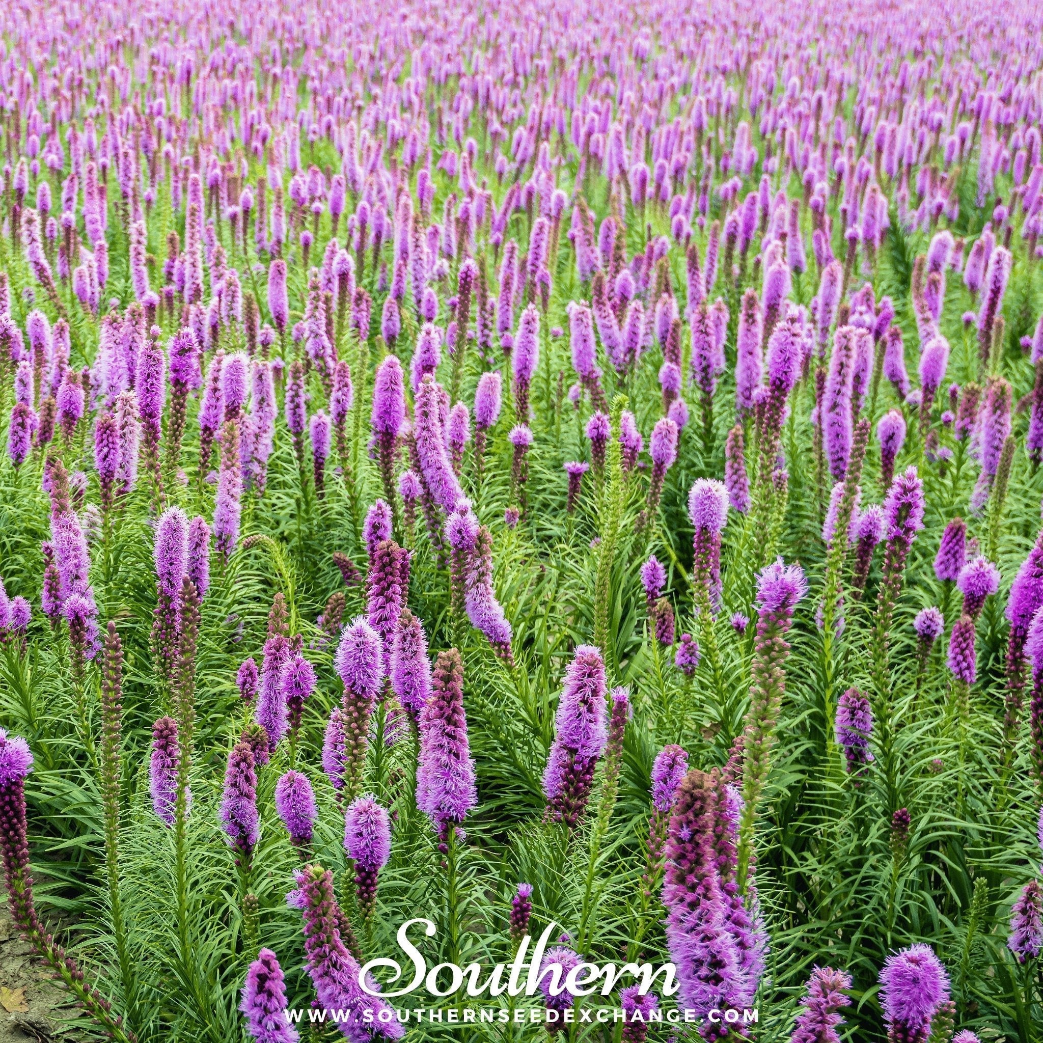 Marsh Blazing Star – 50 Seeds Southern Seeds