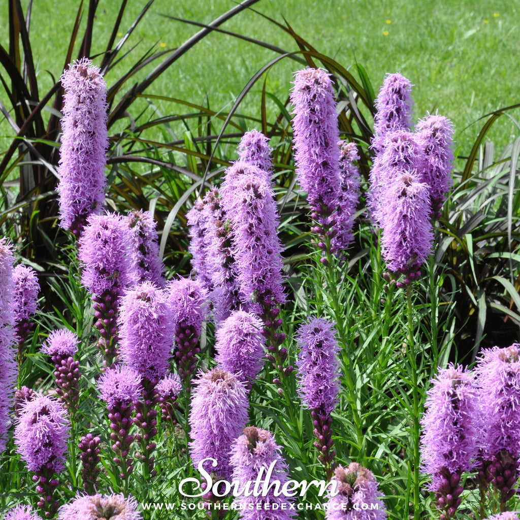 Marsh Blazing Star – 50 Seeds Southern Seeds