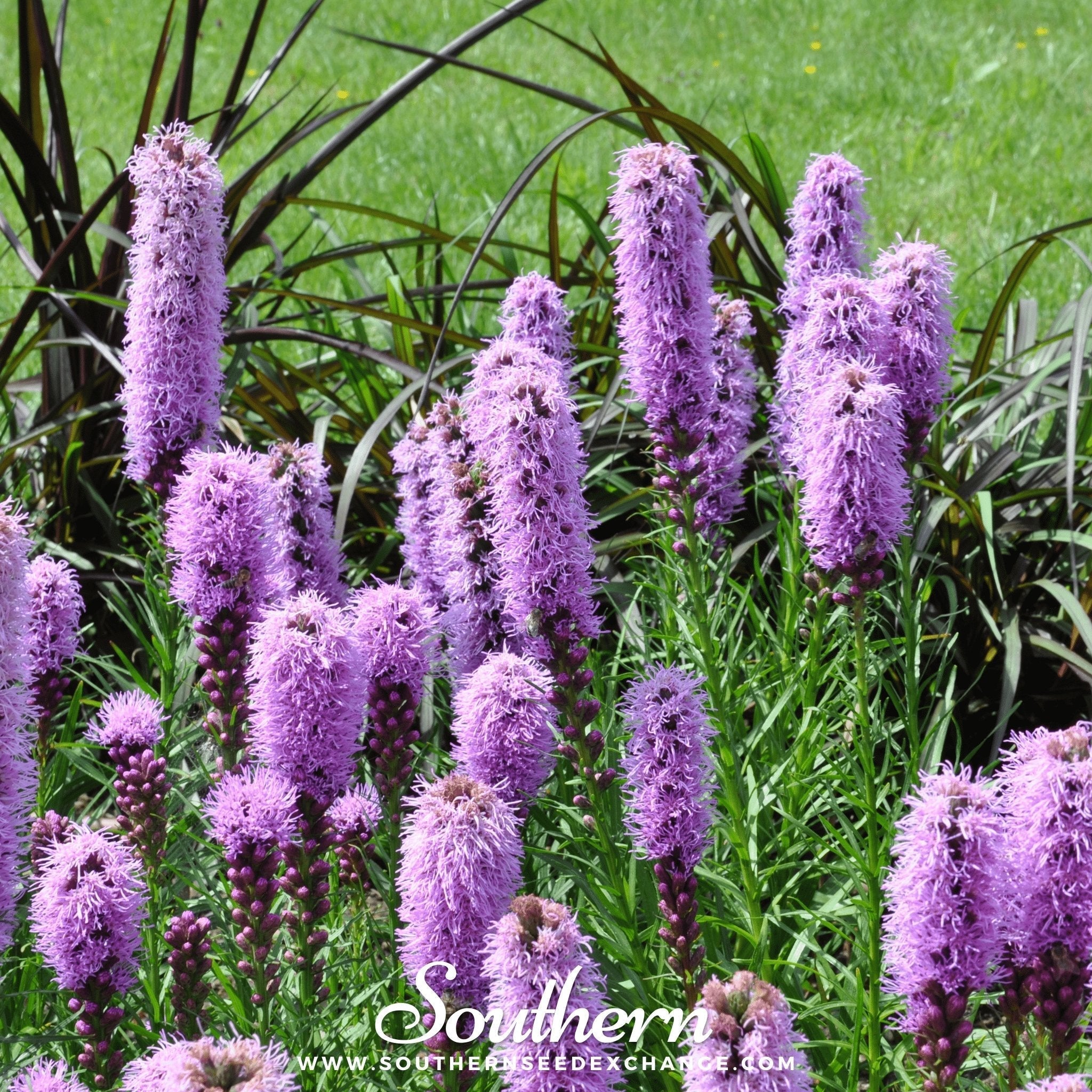 Marsh Blazing Star – 50 Seeds Southern Seeds
