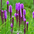 Prairie Blazing Star – 50 Seeds Southern Seeds