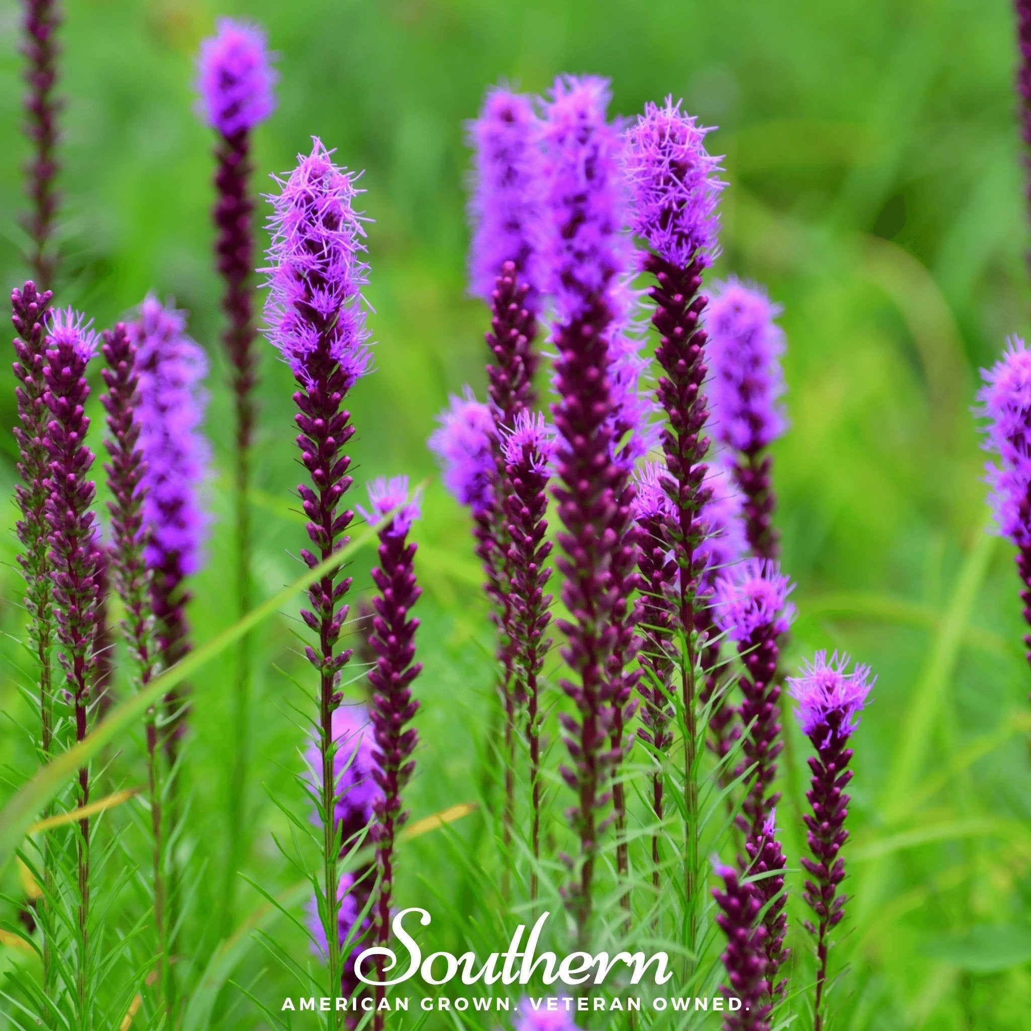 Prairie Blazing Star – 50 Seeds Southern Seeds