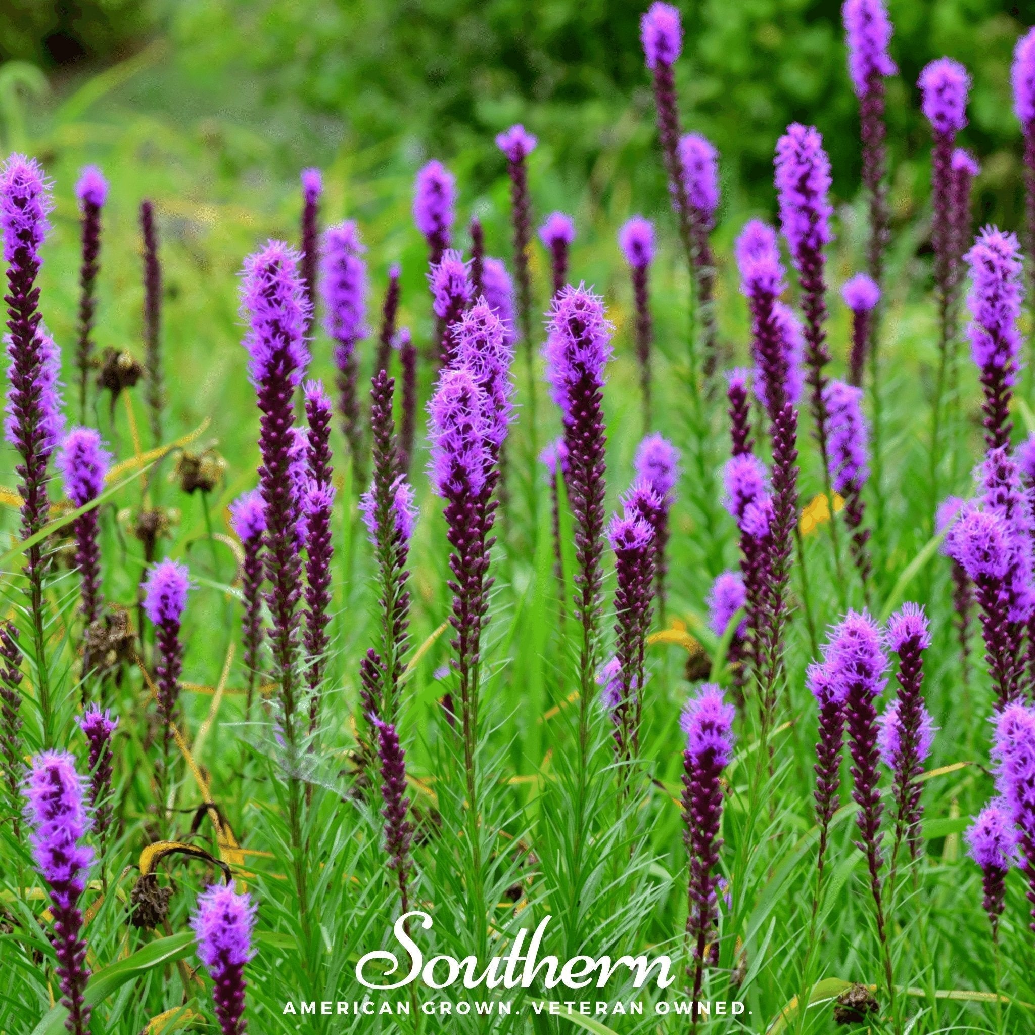 Prairie Blazing Star – 50 Seeds Southern Seeds