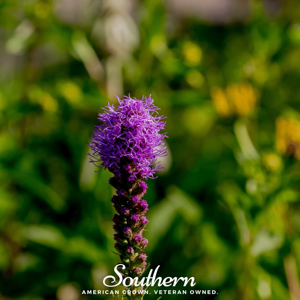 Prairie Blazing Star – 50 Seeds Southern Seeds