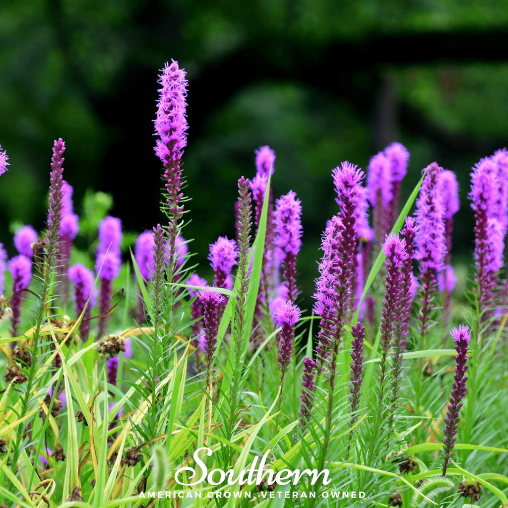 Prairie Blazing Star – 50 Seeds Southern Seeds