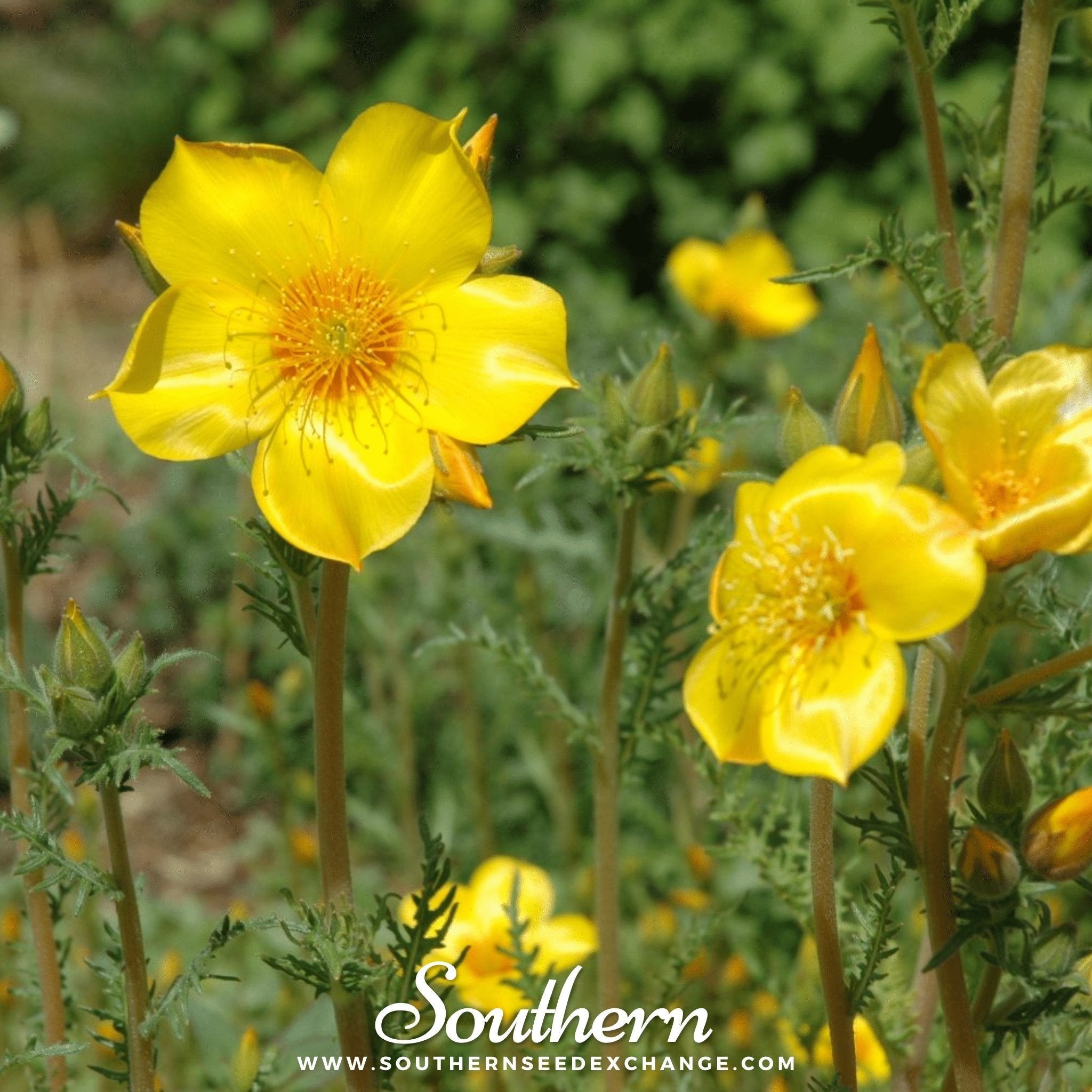 Yellow Blazing Star – 50 Seeds Southern Seeds