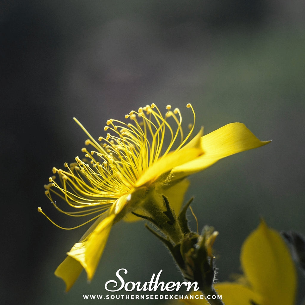 Yellow Blazing Star – 50 Seeds Southern Seeds