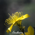 Yellow Blazing Star – 50 Seeds Southern Seeds