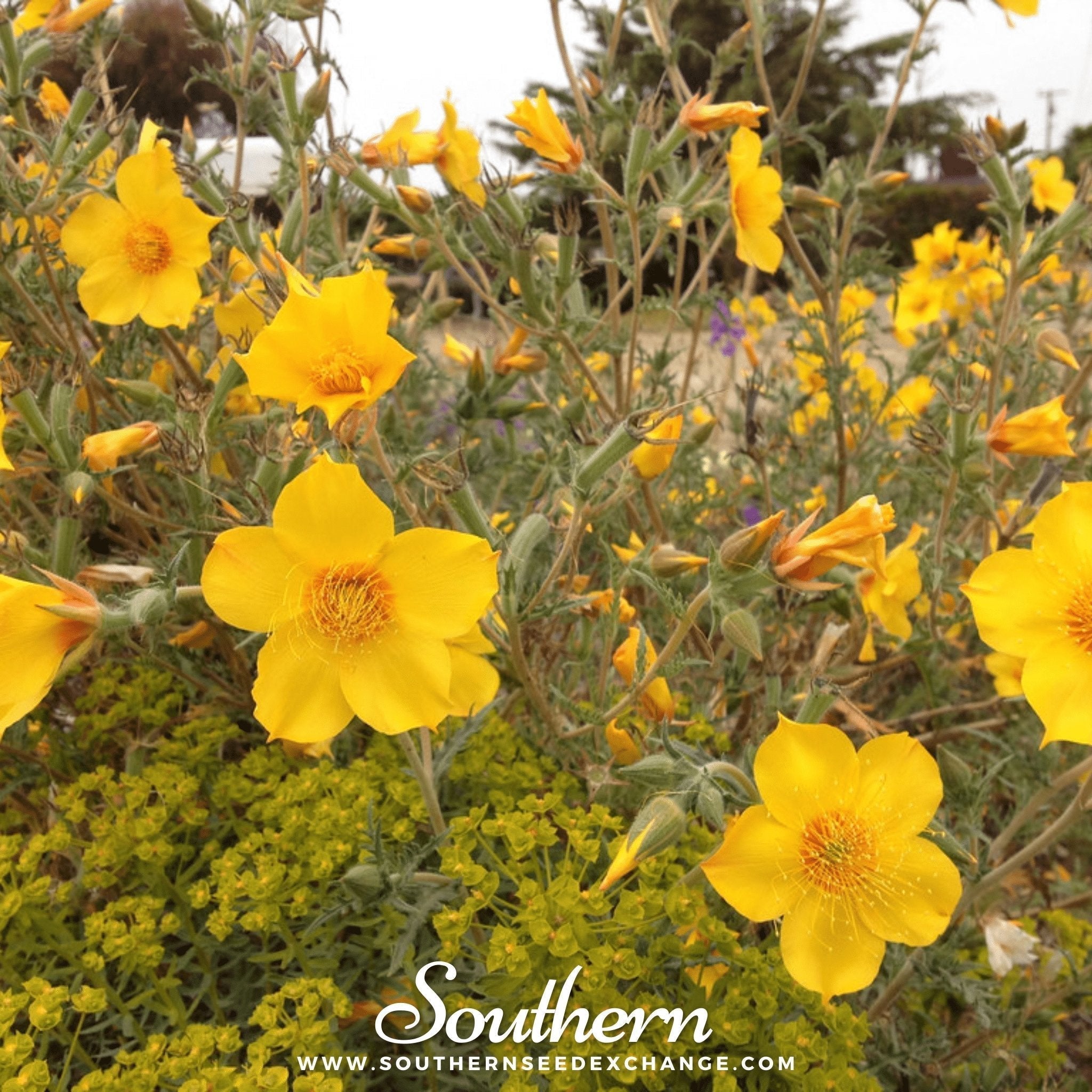 Yellow Blazing Star – 50 Seeds Southern Seeds