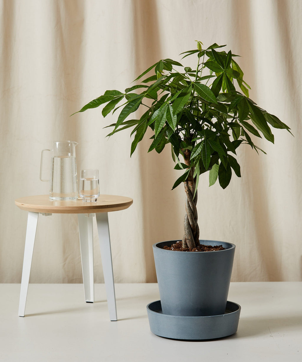 Money Tree Bloomscape