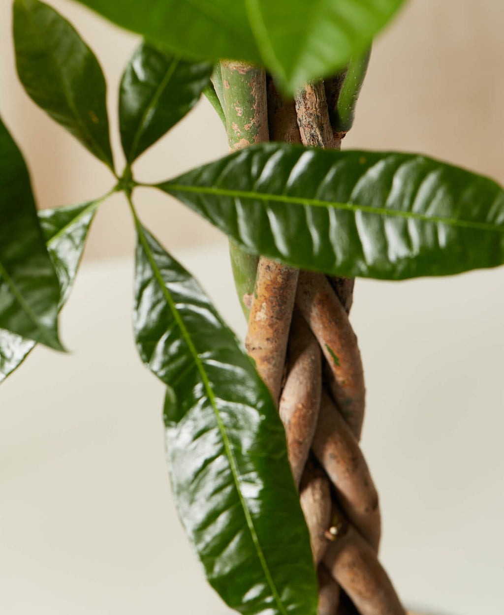 Money Tree Bloomscape