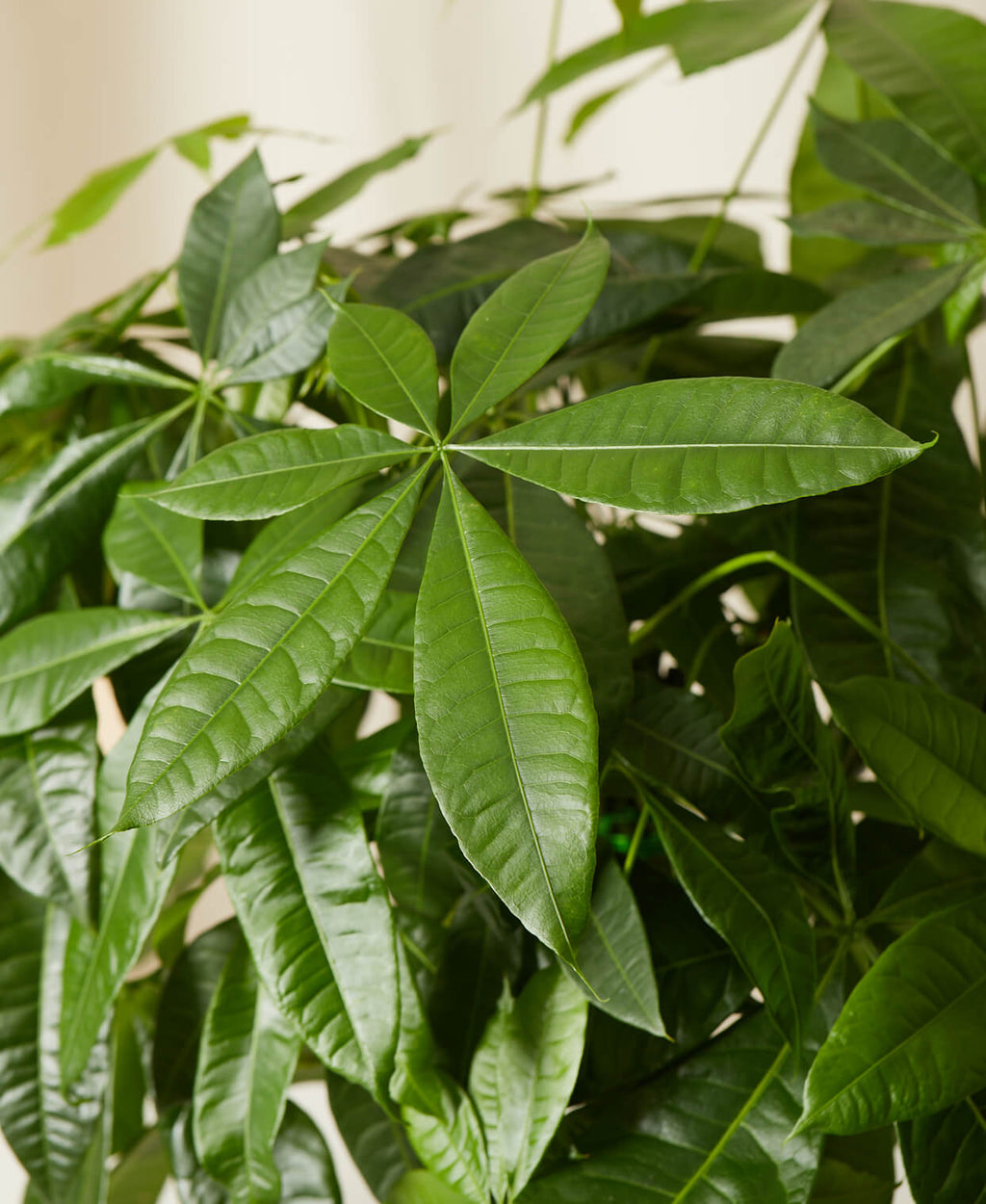 Money Tree Bloomscape