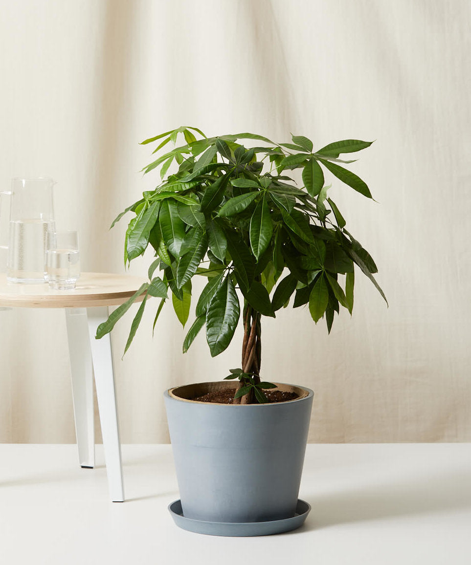 Money Tree Bloomscape