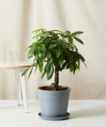 Money Tree Bloomscape