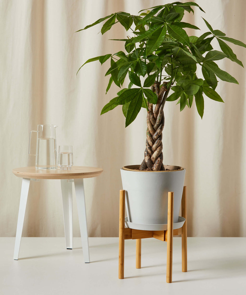 Money Tree Bloomscape