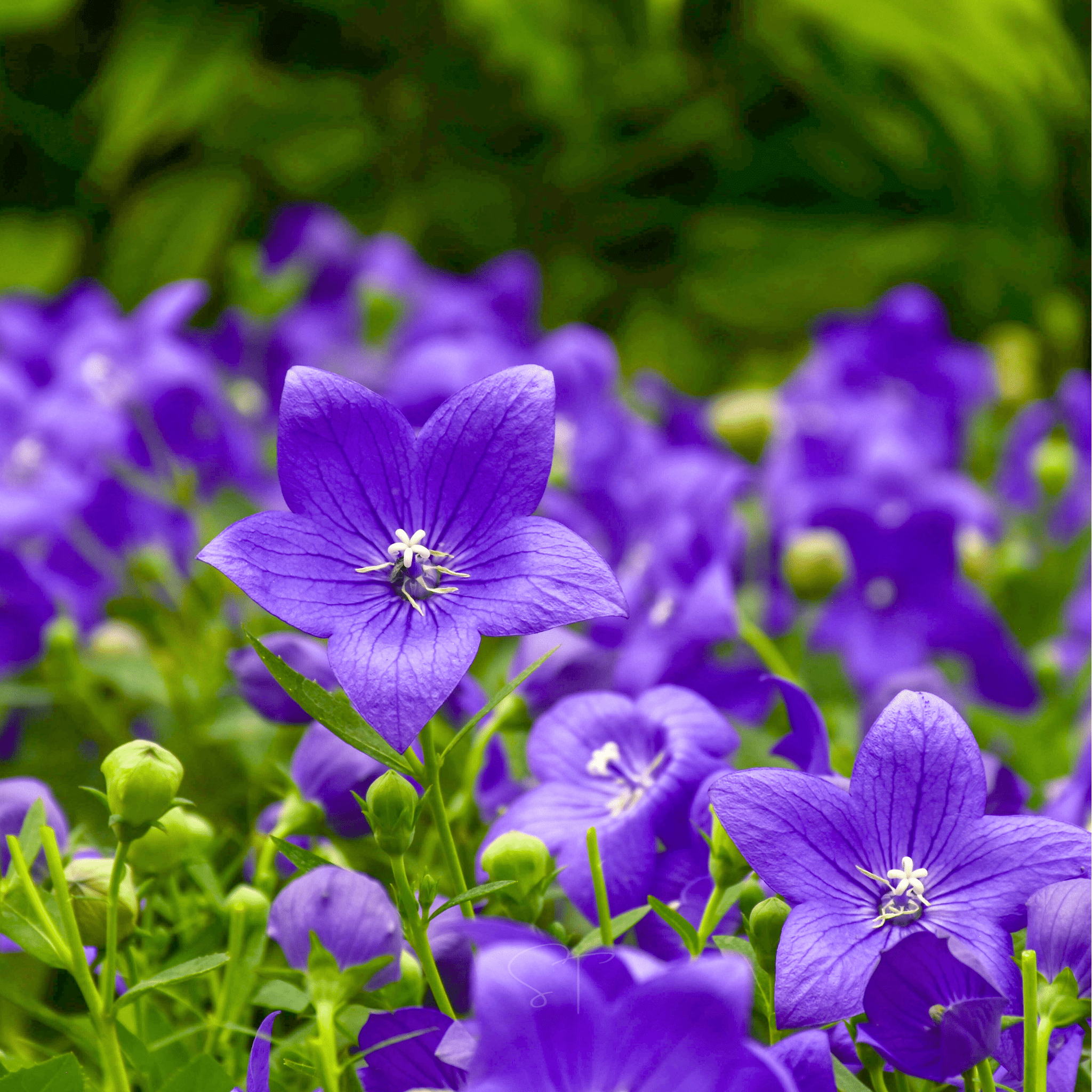 Blue Balloon Flower – 50 Seeds Southern Seeds