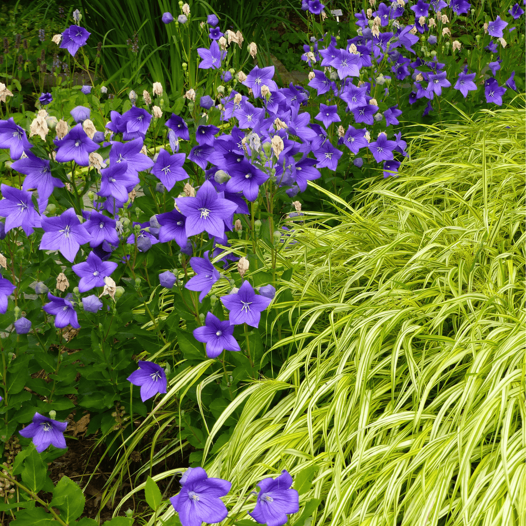 Blue Balloon Flower – 50 Seeds Southern Seeds
