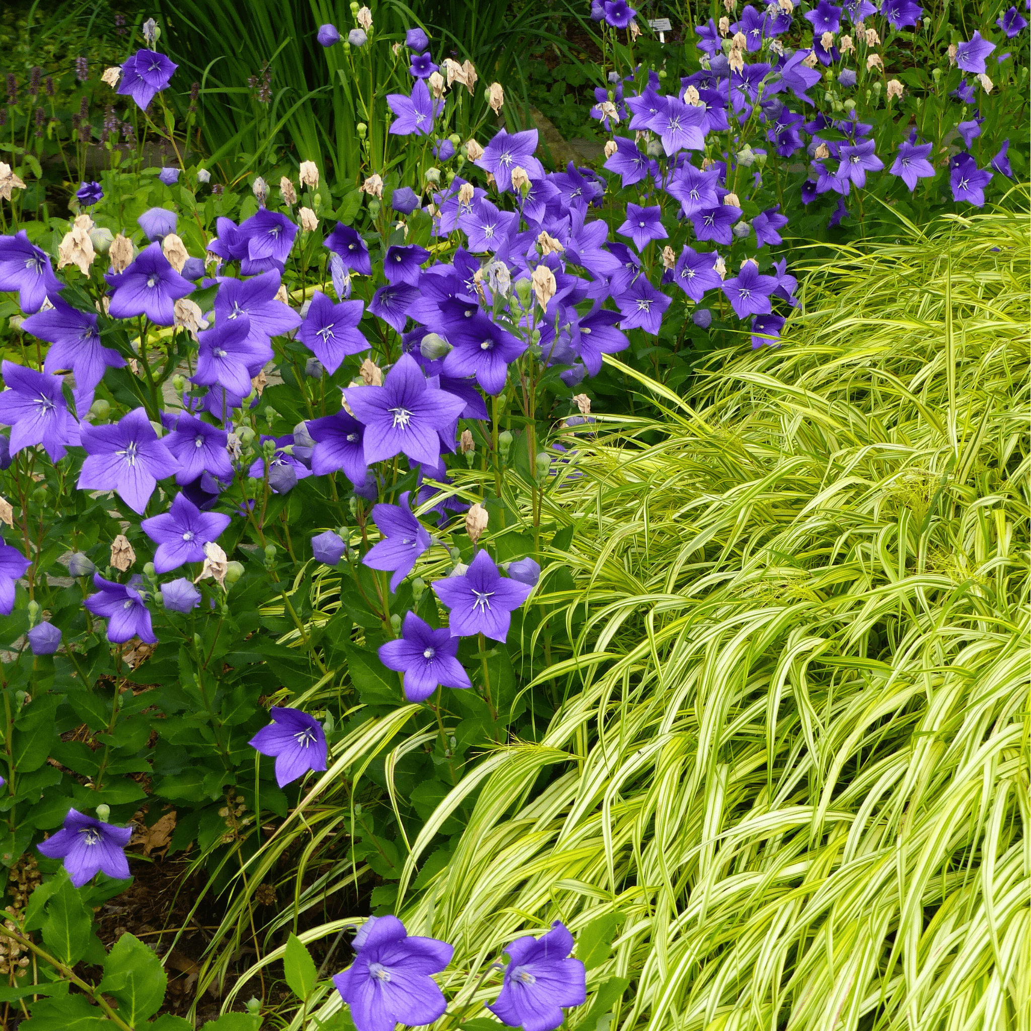 Blue Balloon Flower – 50 Seeds Southern Seeds