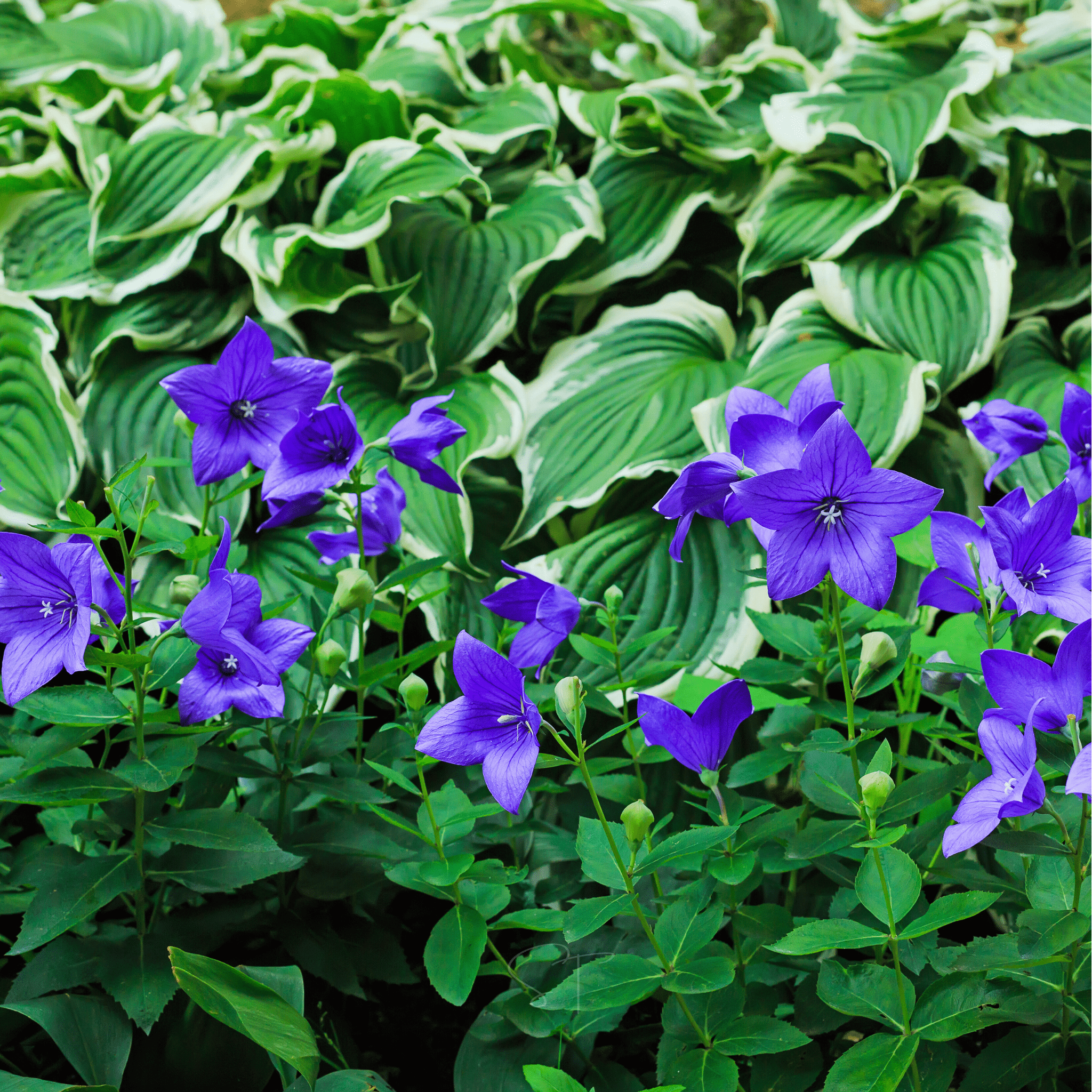 Blue Balloon Flower – 50 Seeds Southern Seeds
