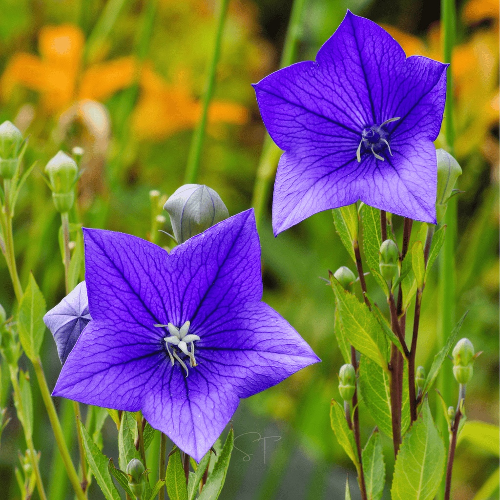 Blue Balloon Flower – 50 Seeds Southern Seeds