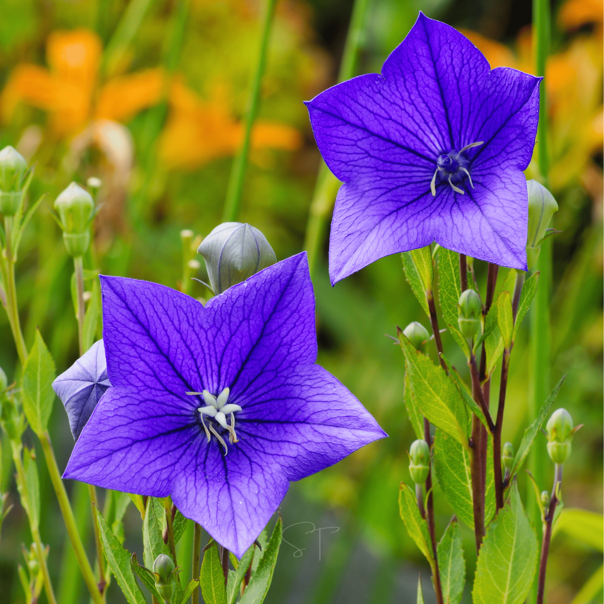 Blue Balloon Flower – 50 Seeds Southern Seeds