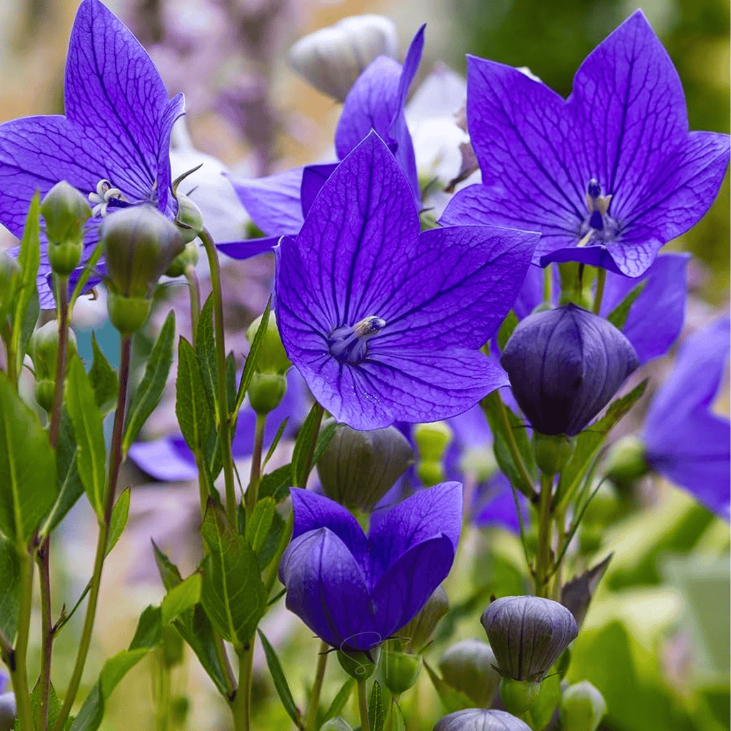 Blue Balloon Flower – 50 Seeds Southern Seeds