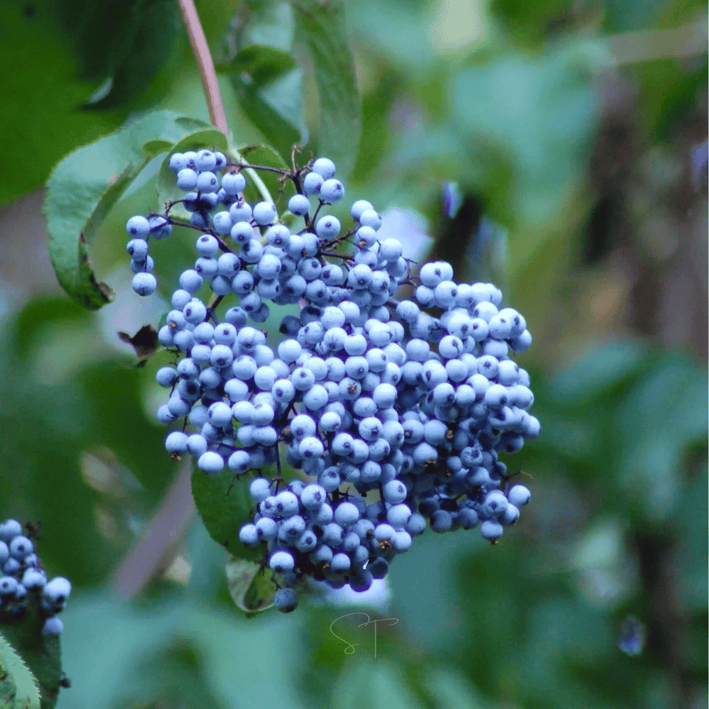 Blue Elderberry – 50 Seeds Southern Seeds
