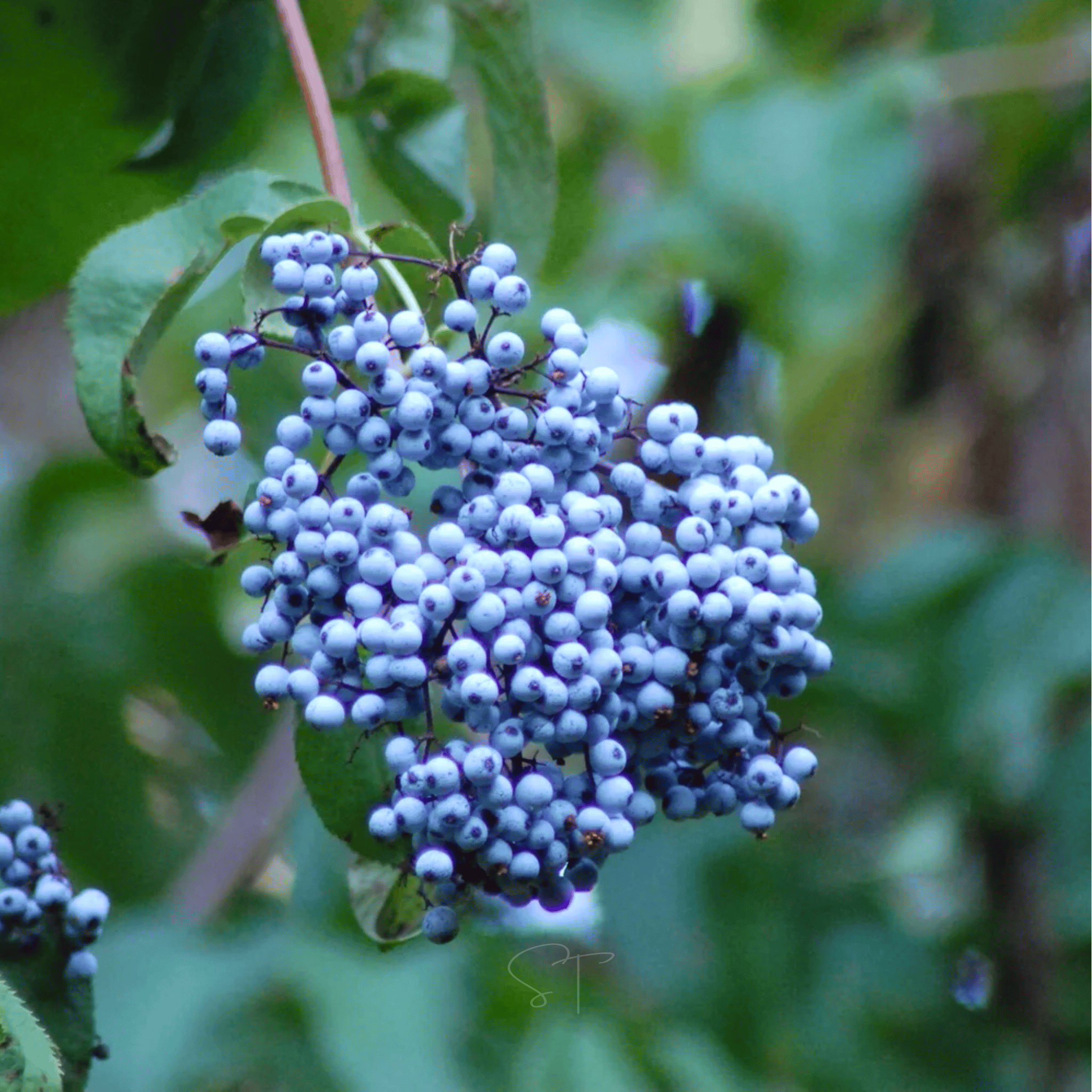 Blue Elderberry – 50 Seeds Southern Seeds