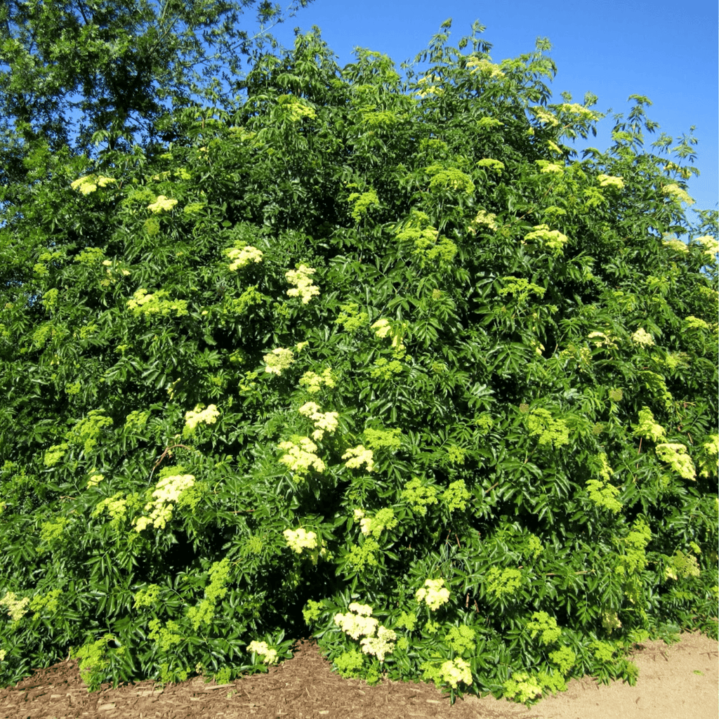 Blue Elderberry – 50 Seeds Southern Seeds