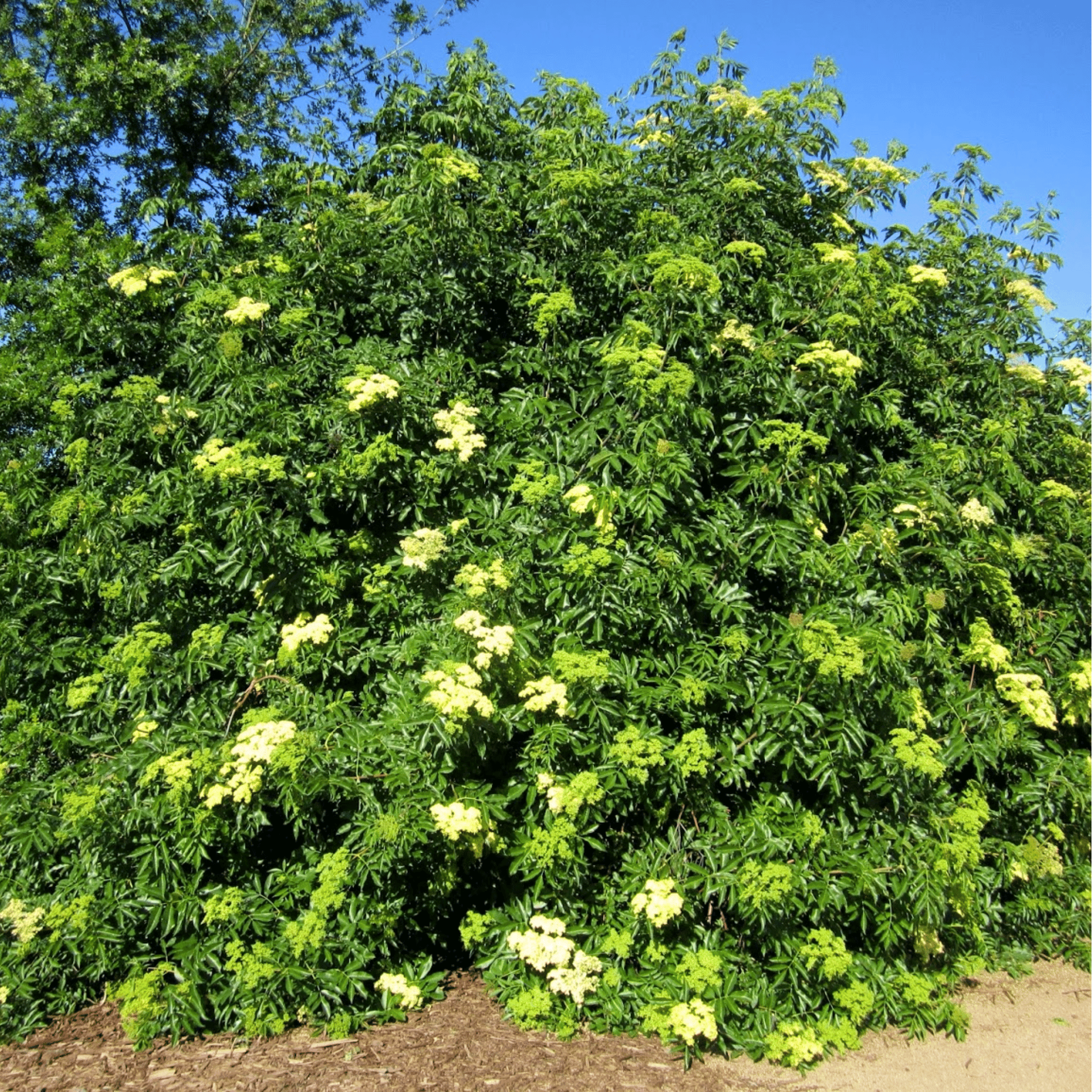 Blue Elderberry – 50 Seeds Southern Seeds