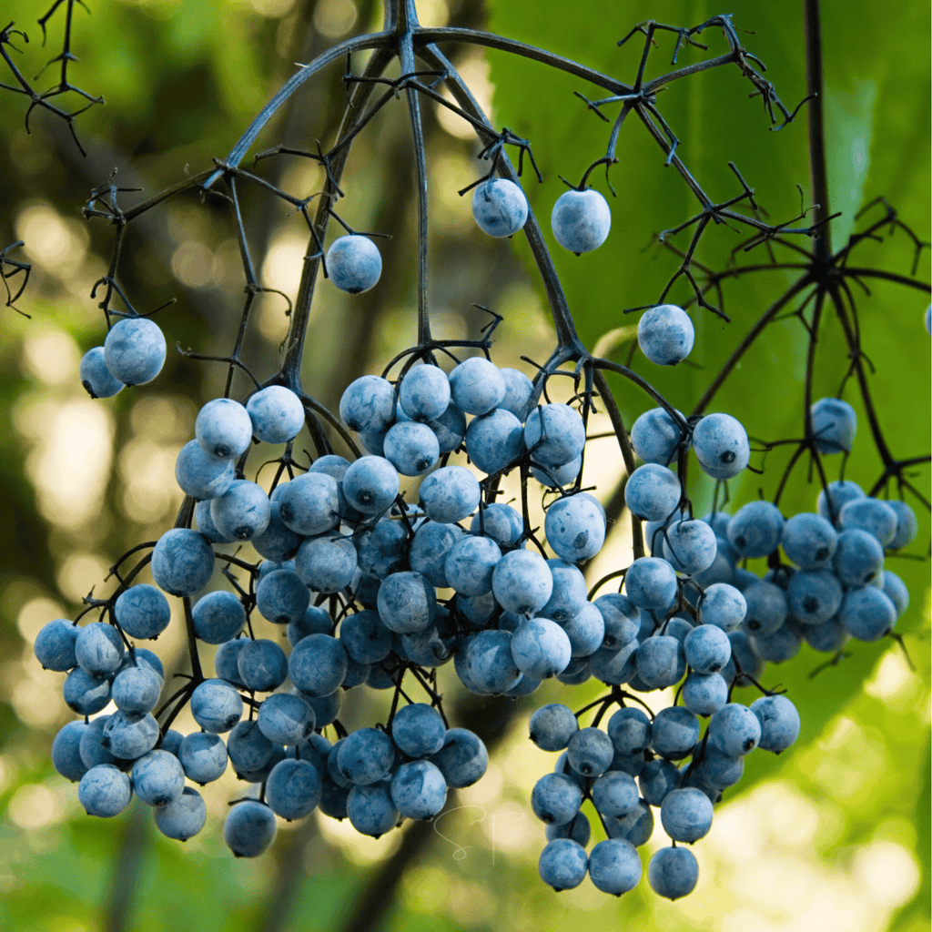 Blue Elderberry – 50 Seeds Southern Seeds