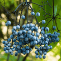 Blue Elderberry – 50 Seeds Southern Seeds