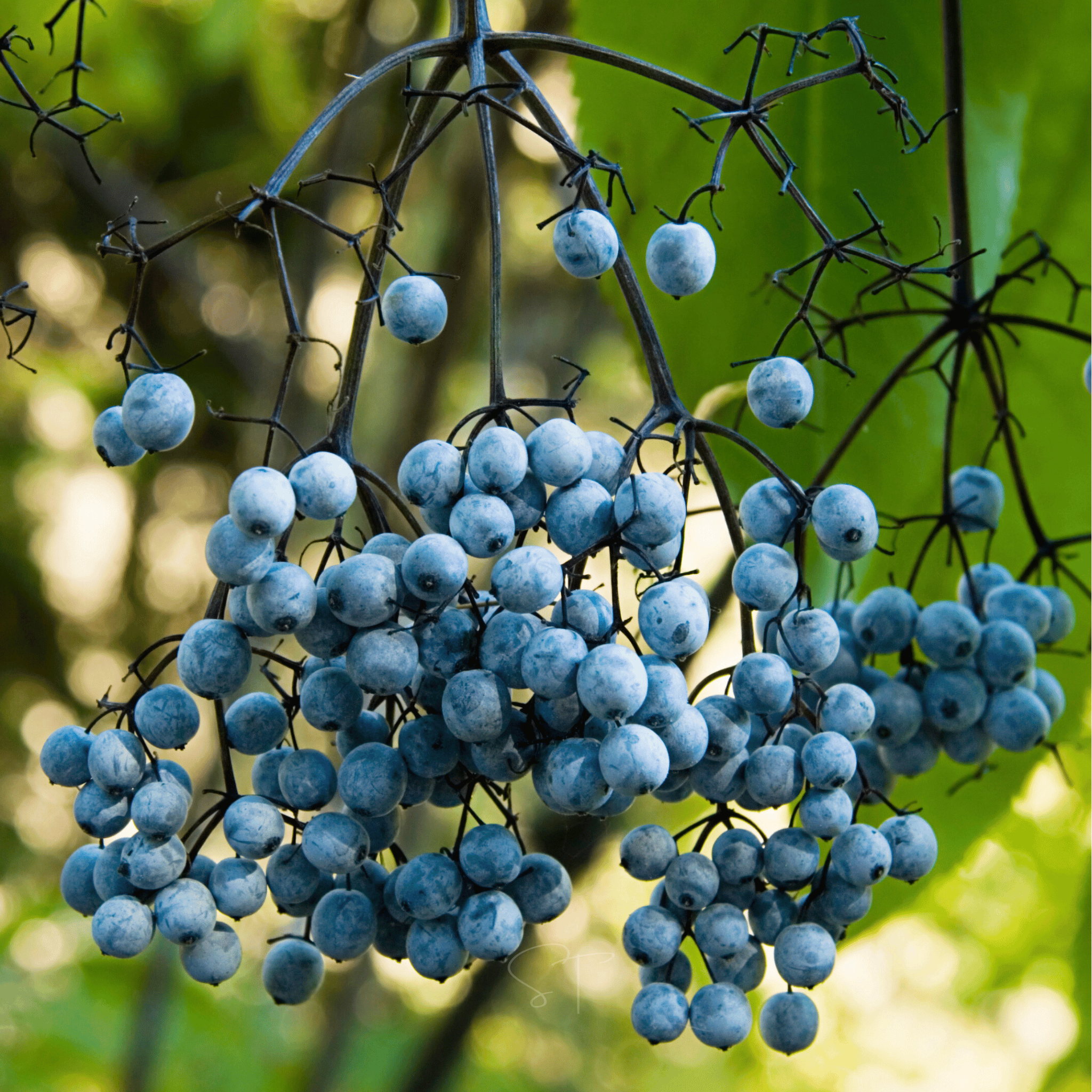 Blue Elderberry – 50 Seeds Southern Seeds