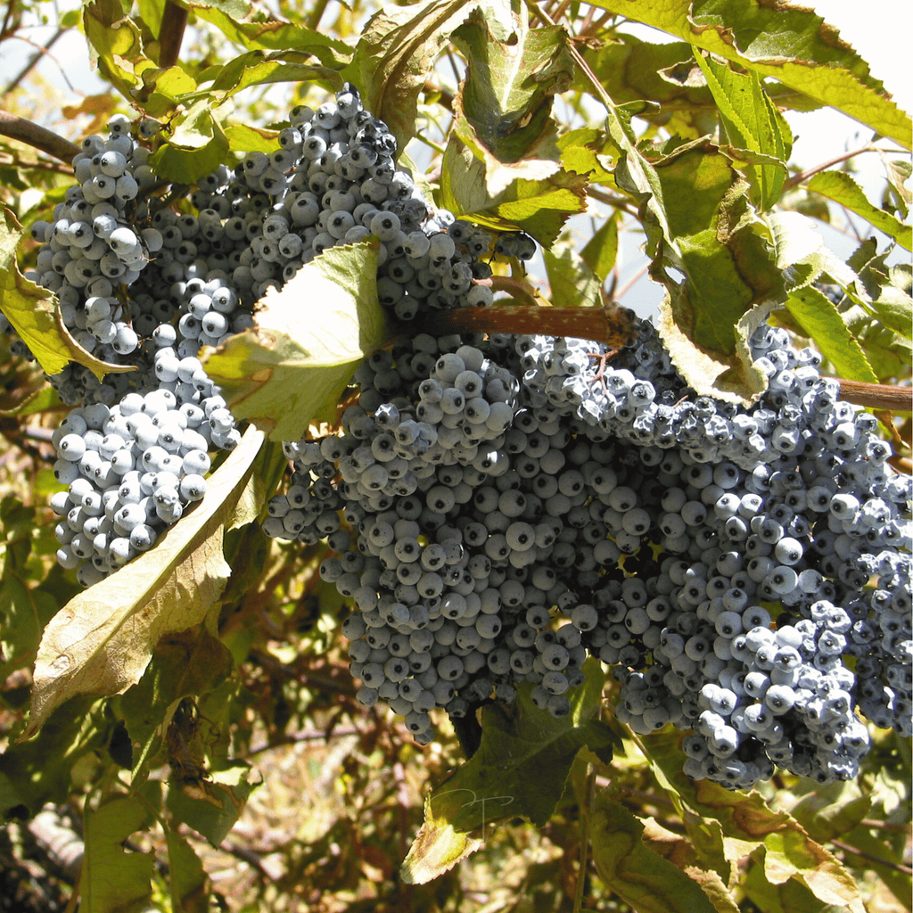 Blue Elderberry – 50 Seeds Southern Seeds
