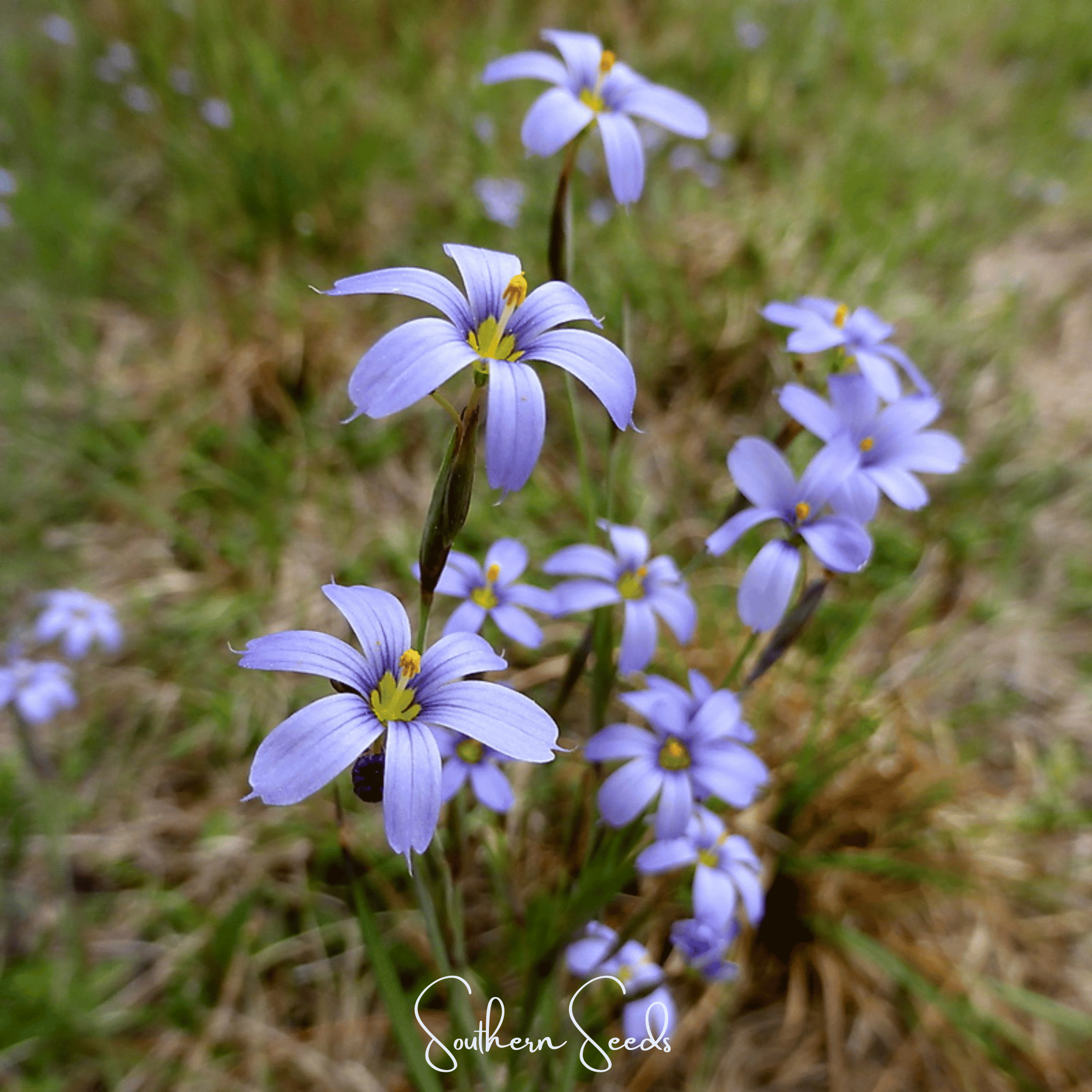 Blue Eyed Stout Grass – 50 Seeds Southern Seeds