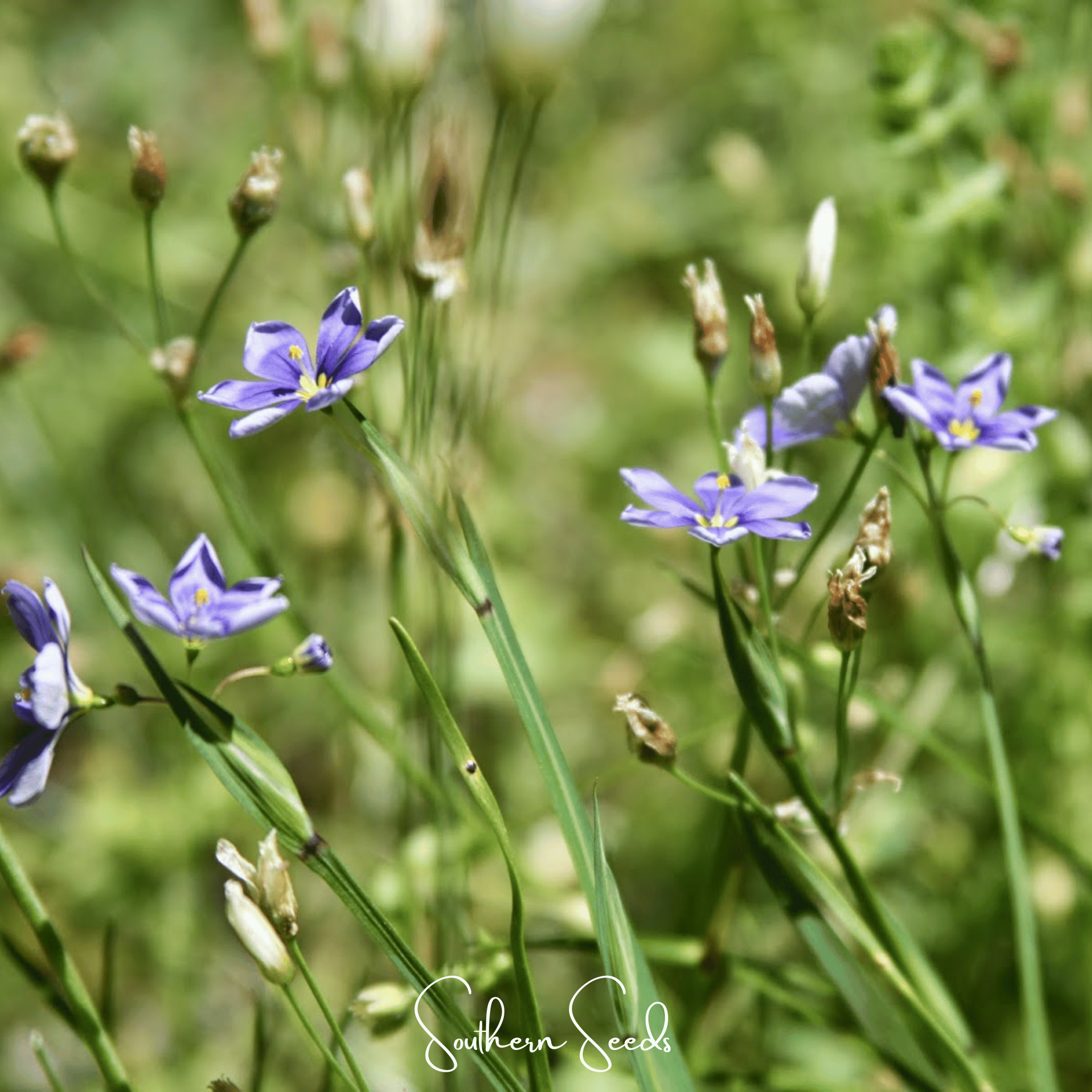 Blue Eyed Stout Grass – 50 Seeds Southern Seeds